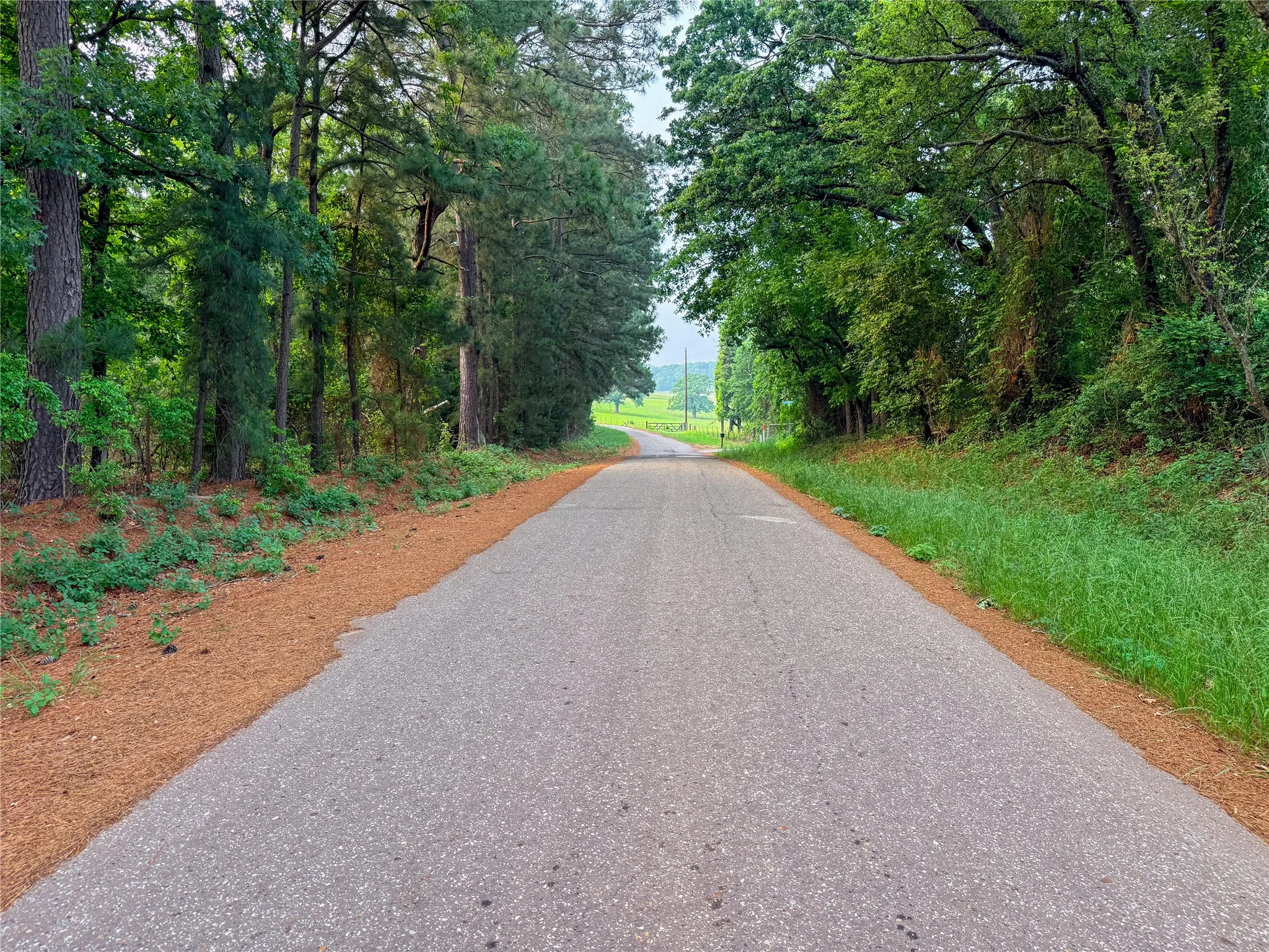 Paved road with natural surroundings featuring mature trees and green foliage