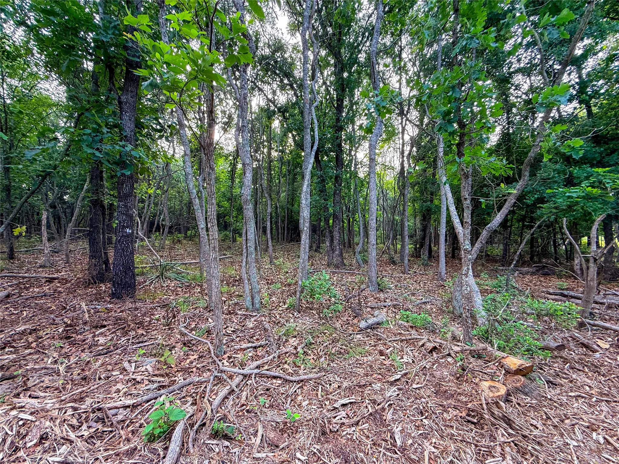 Wooded acreage featuring a dense tree canopy, natural ground cover, and existing tree stumps