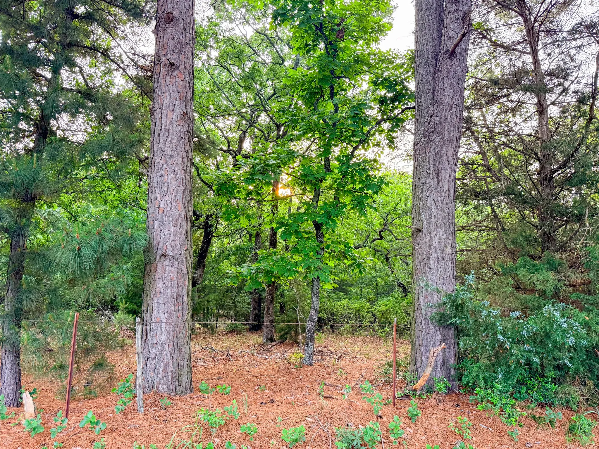 Wooded lot featuring mature pine trees and verdant foliage
