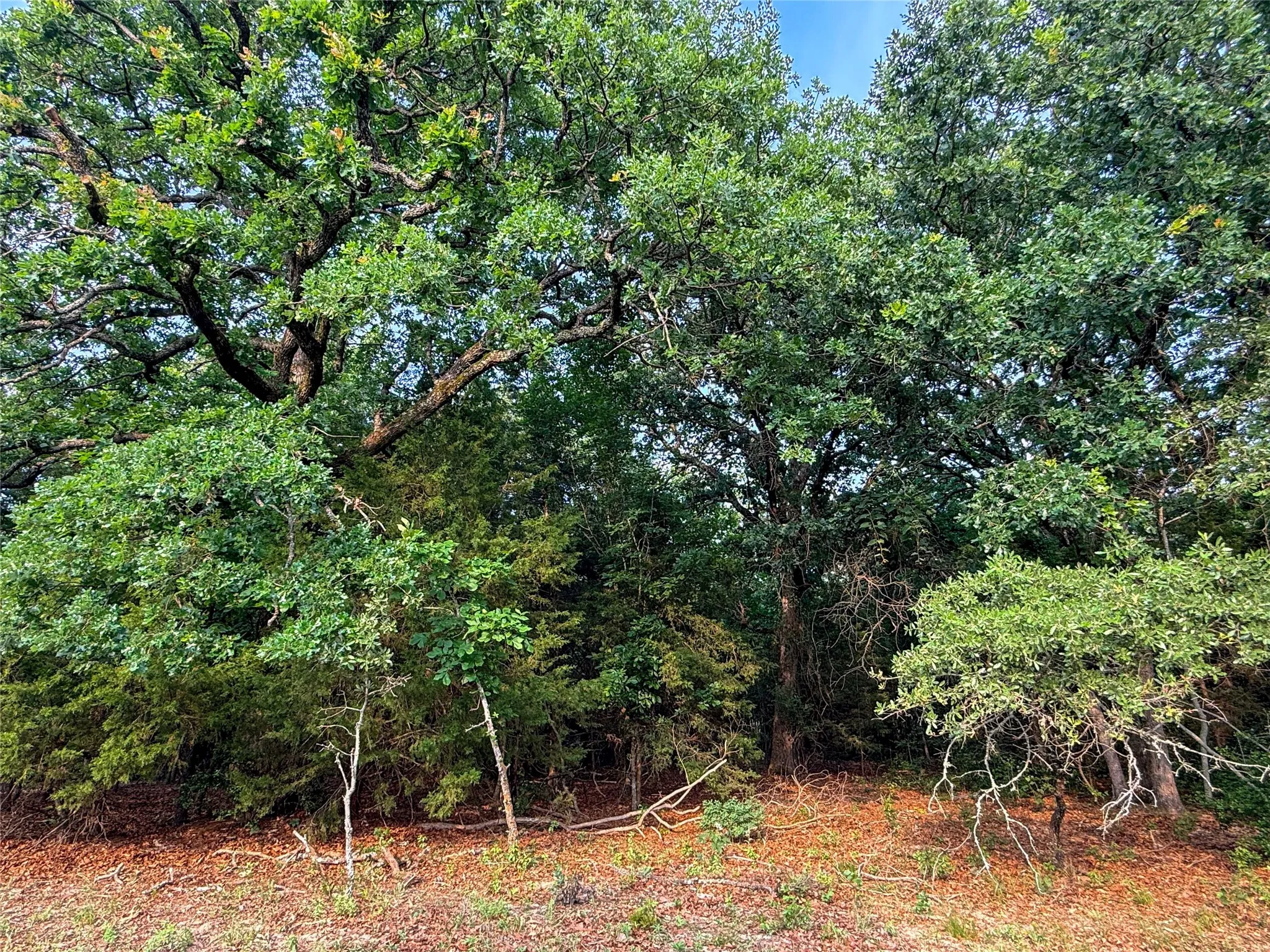 Wooded lot featuring mature trees and natural ground cover