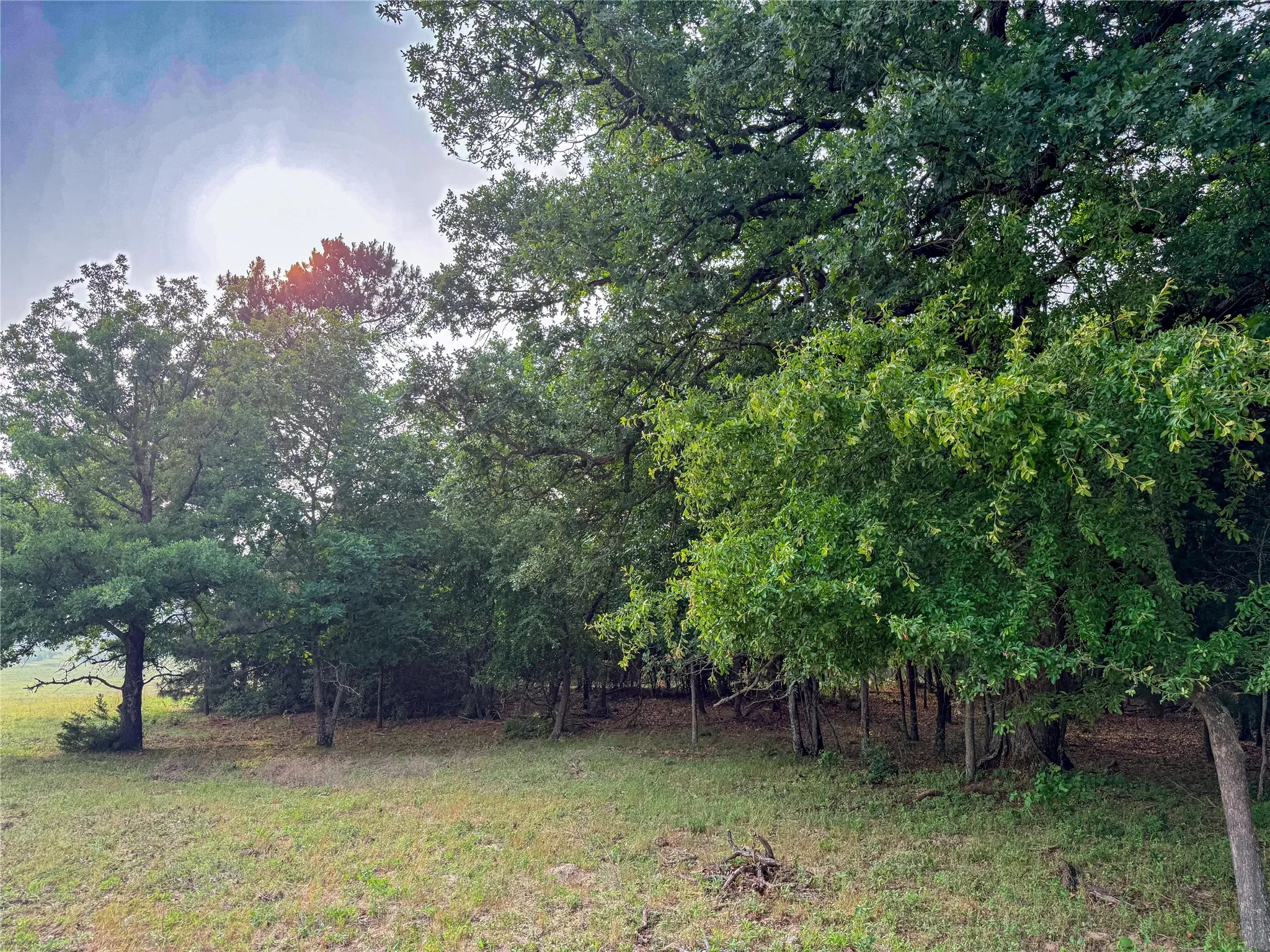 Expansive natural landscape featuring a mix of mature deciduous and evergreen trees, a partially wooded area, and a grassy foreground