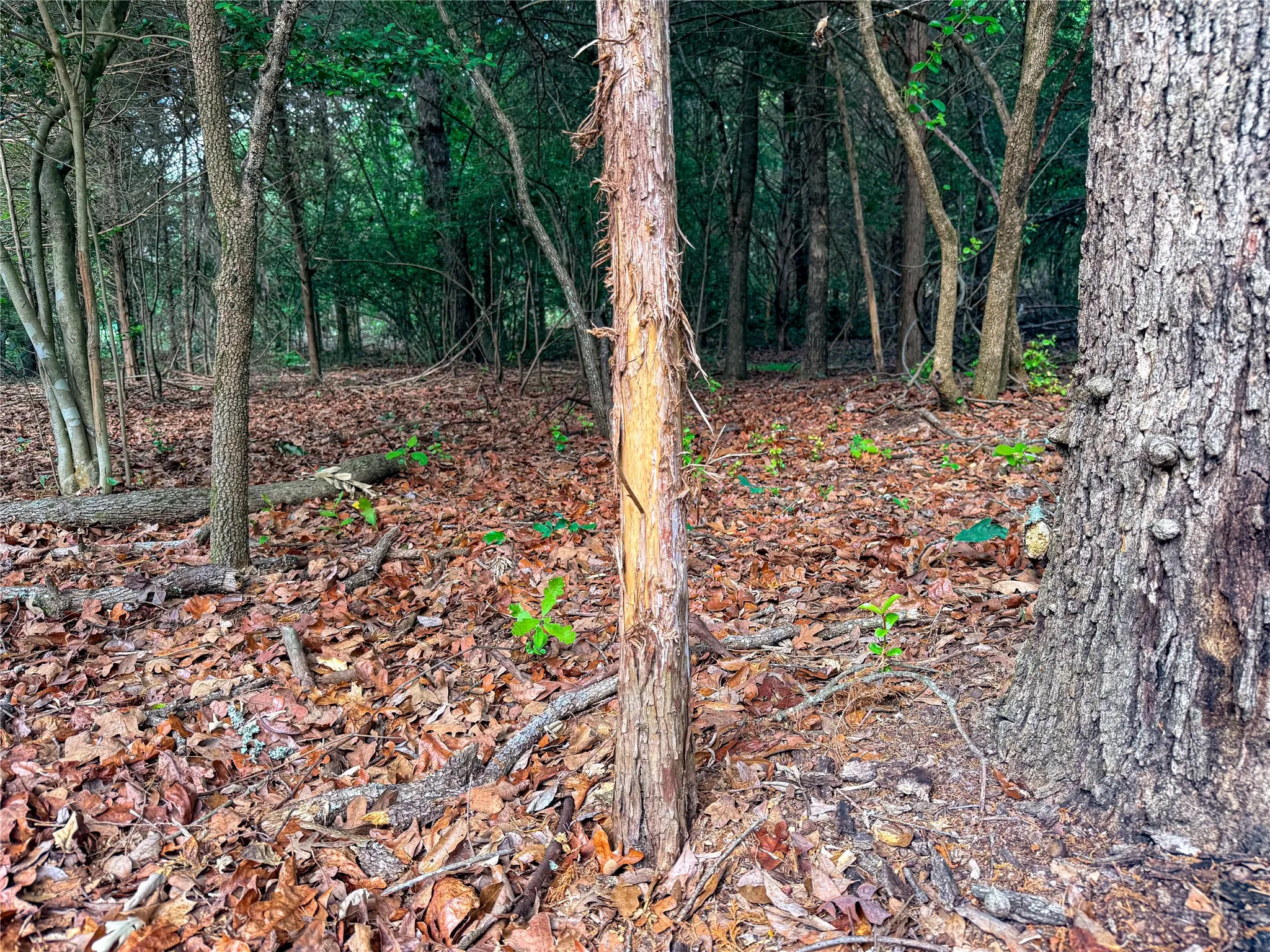 Mature trees defining a wooded setting with natural ground cover