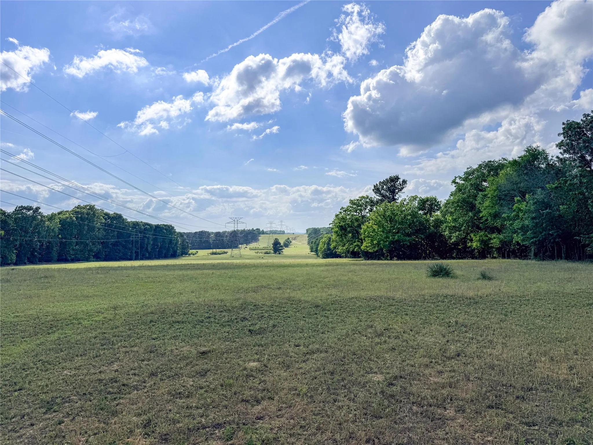 Expansive open field with scattered green foliage