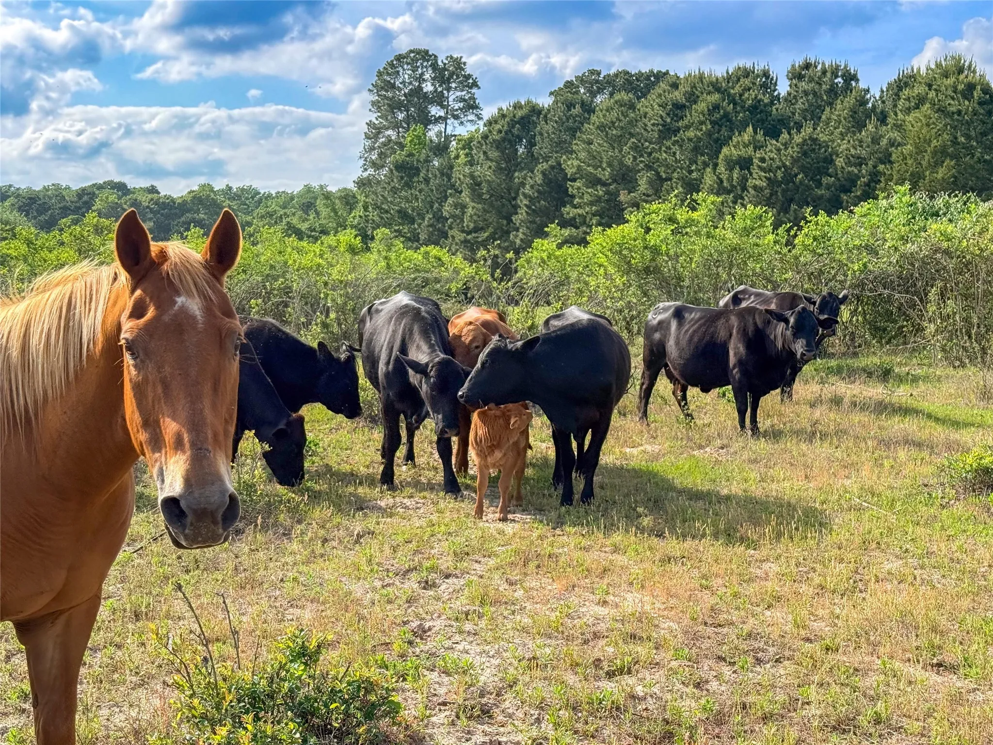 Expansive pasture land featuring grazing livestock and natural tree lines