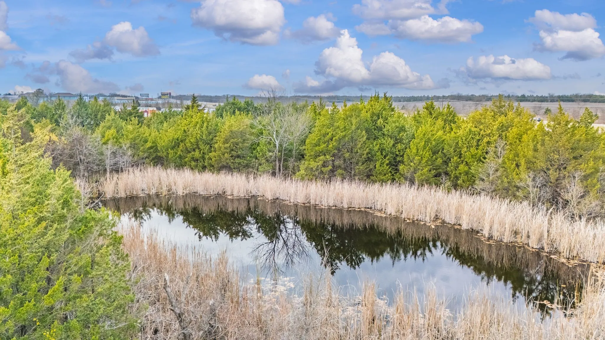 Natural pond surrounded by lush greenery and tall reeds