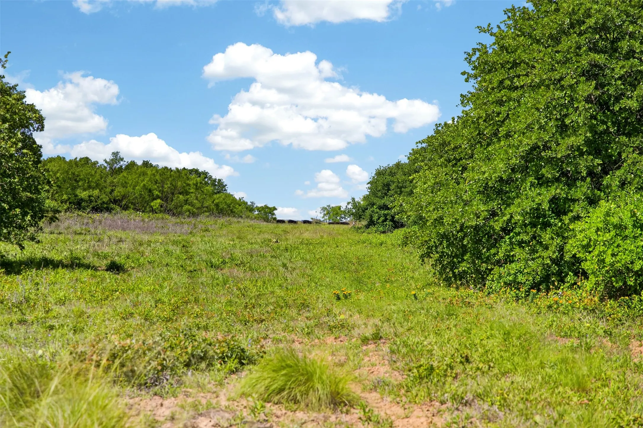 Ranch For Sale in Eastland County , TBD CR 144, Cisco, Texas 76437, 0, 0, Garage spaces, 0 Sqft, built in 0, mls#21264134, Real Estate Agent in Cisco, Homes For Sale in Eastland county, Homes For Sale in Cisco, Realtor in Cisco Texas, Real Estate Brokerage Independent Realty Texas, Luminita Cordes Realtor