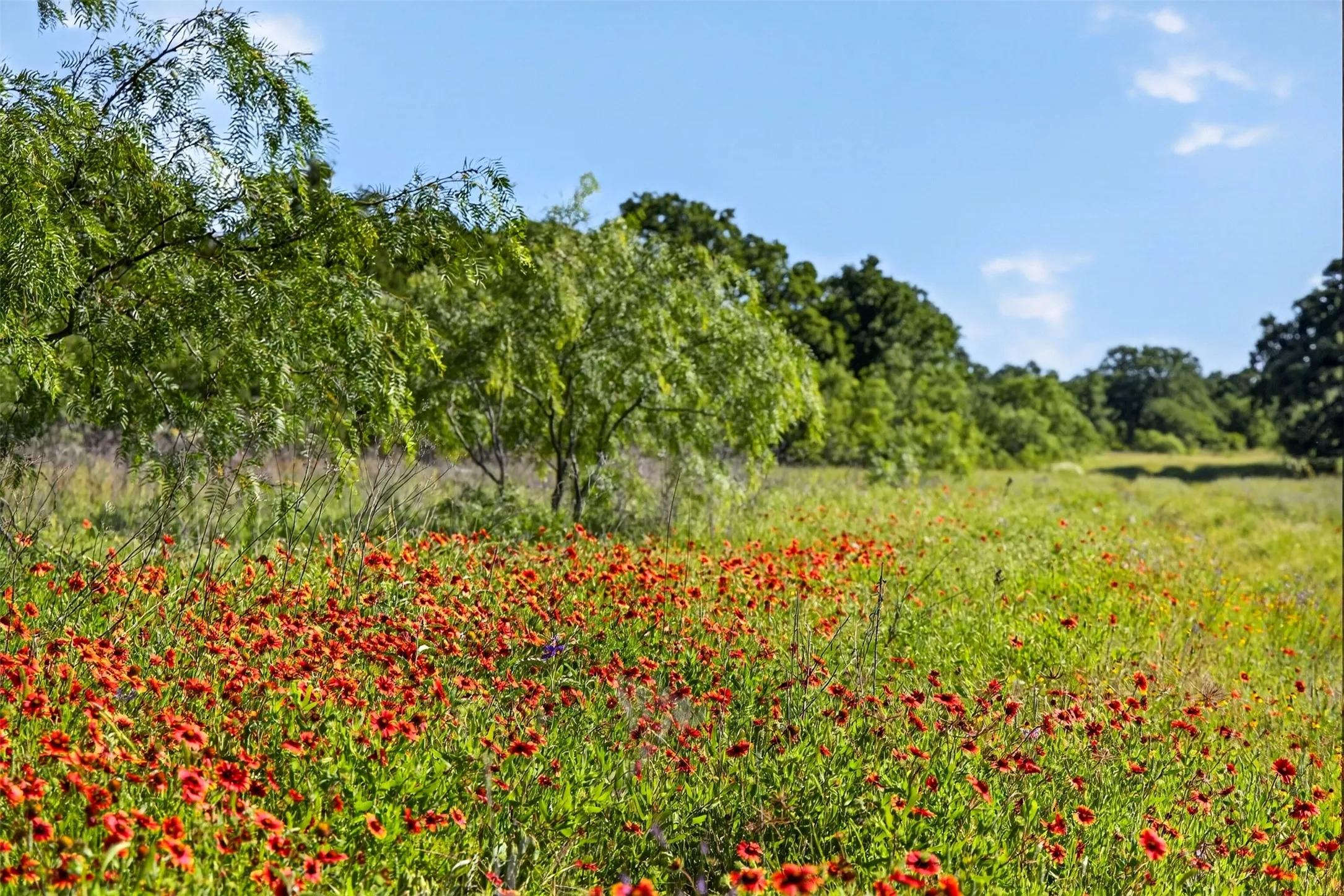 Ranch For Sale in Eastland County , TBD CR 144, Cisco, Texas 76437, 0, 0, Garage spaces, 0 Sqft, built in 0, mls#21264134, Real Estate Agent in Cisco, Homes For Sale in Eastland county, Homes For Sale in Cisco, Realtor in Cisco Texas, Real Estate Brokerage Independent Realty Texas, Luminita Cordes Realtor