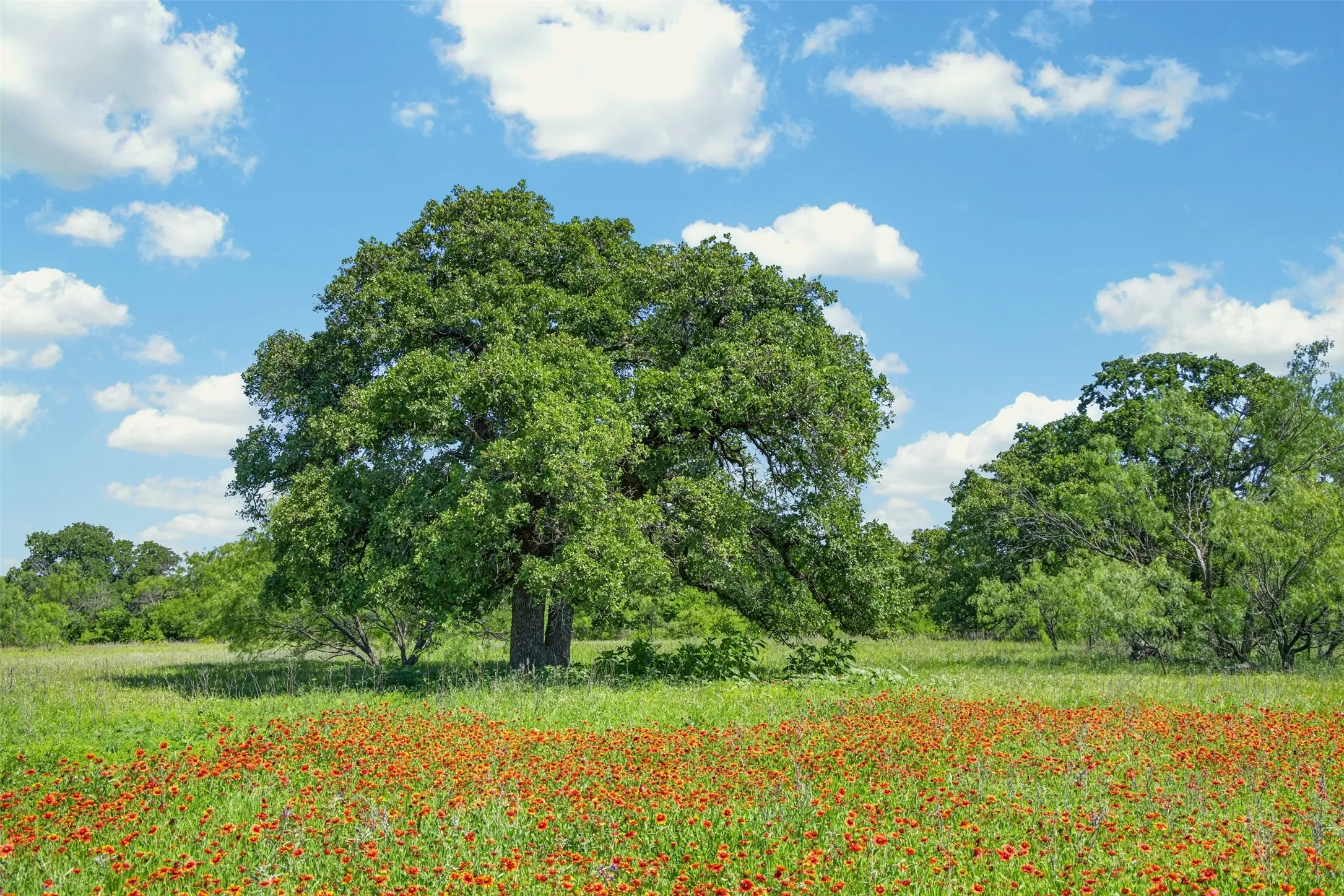 Ranch For Sale in Eastland County , TBD CR 144, Cisco, Texas 76437, 0, 0, Garage spaces, 0 Sqft, built in 0, mls#21264134, Real Estate Agent in Cisco, Homes For Sale in Eastland county, Homes For Sale in Cisco, Realtor in Cisco Texas, Real Estate Brokerage Independent Realty Texas, Luminita Cordes Realtor