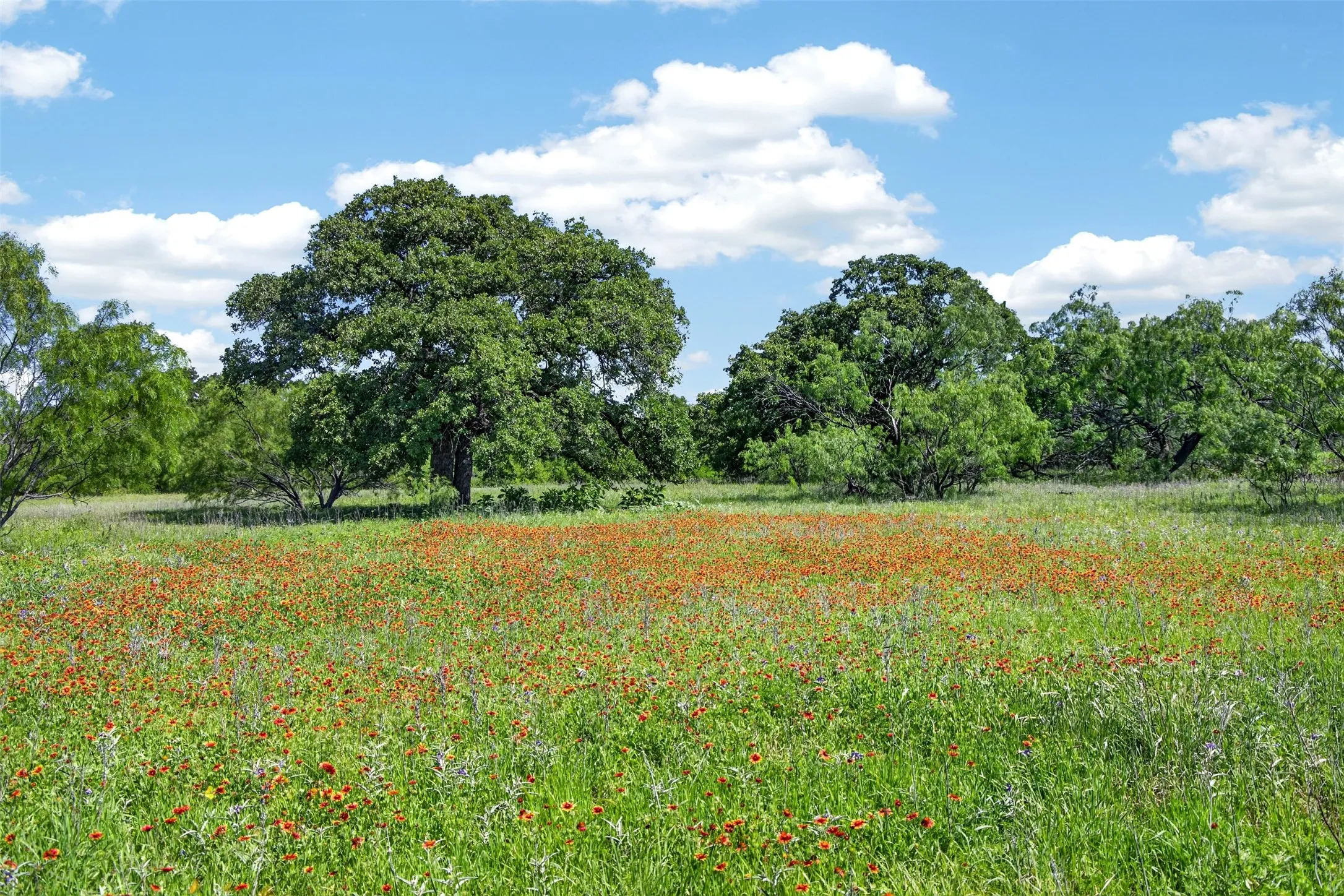Ranch For Sale in Eastland County , TBD CR 144, Cisco, Texas 76437, 0, 0, Garage spaces, 0 Sqft, built in 0, mls#21264134, Real Estate Agent in Cisco, Homes For Sale in Eastland county, Homes For Sale in Cisco, Realtor in Cisco Texas, Real Estate Brokerage Independent Realty Texas, Luminita Cordes Realtor