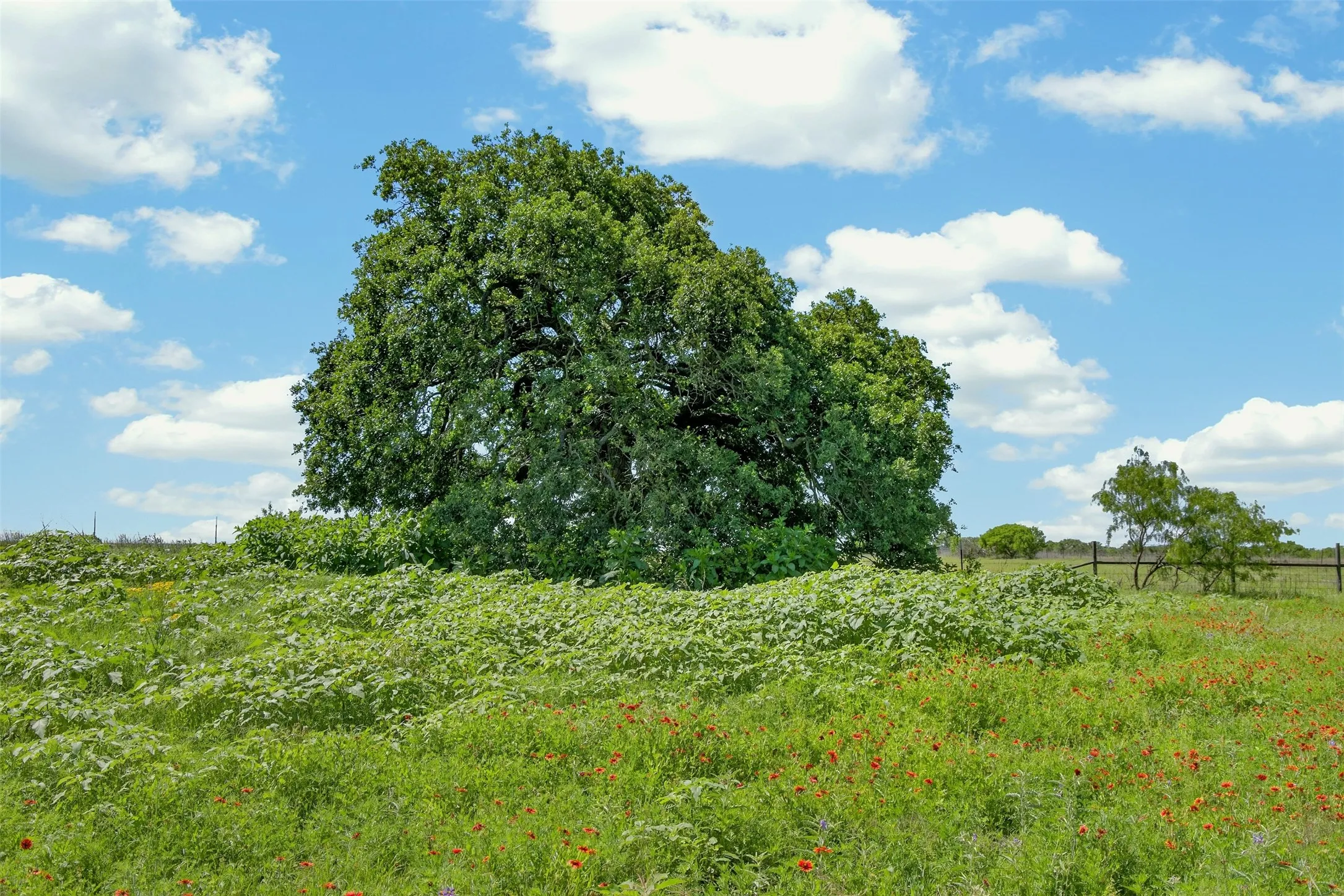 Ranch For Sale in Eastland County , TBD CR 144, Cisco, Texas 76437, 0, 0, Garage spaces, 0 Sqft, built in 0, mls#21264134, Real Estate Agent in Cisco, Homes For Sale in Eastland county, Homes For Sale in Cisco, Realtor in Cisco Texas, Real Estate Brokerage Independent Realty Texas, Luminita Cordes Realtor