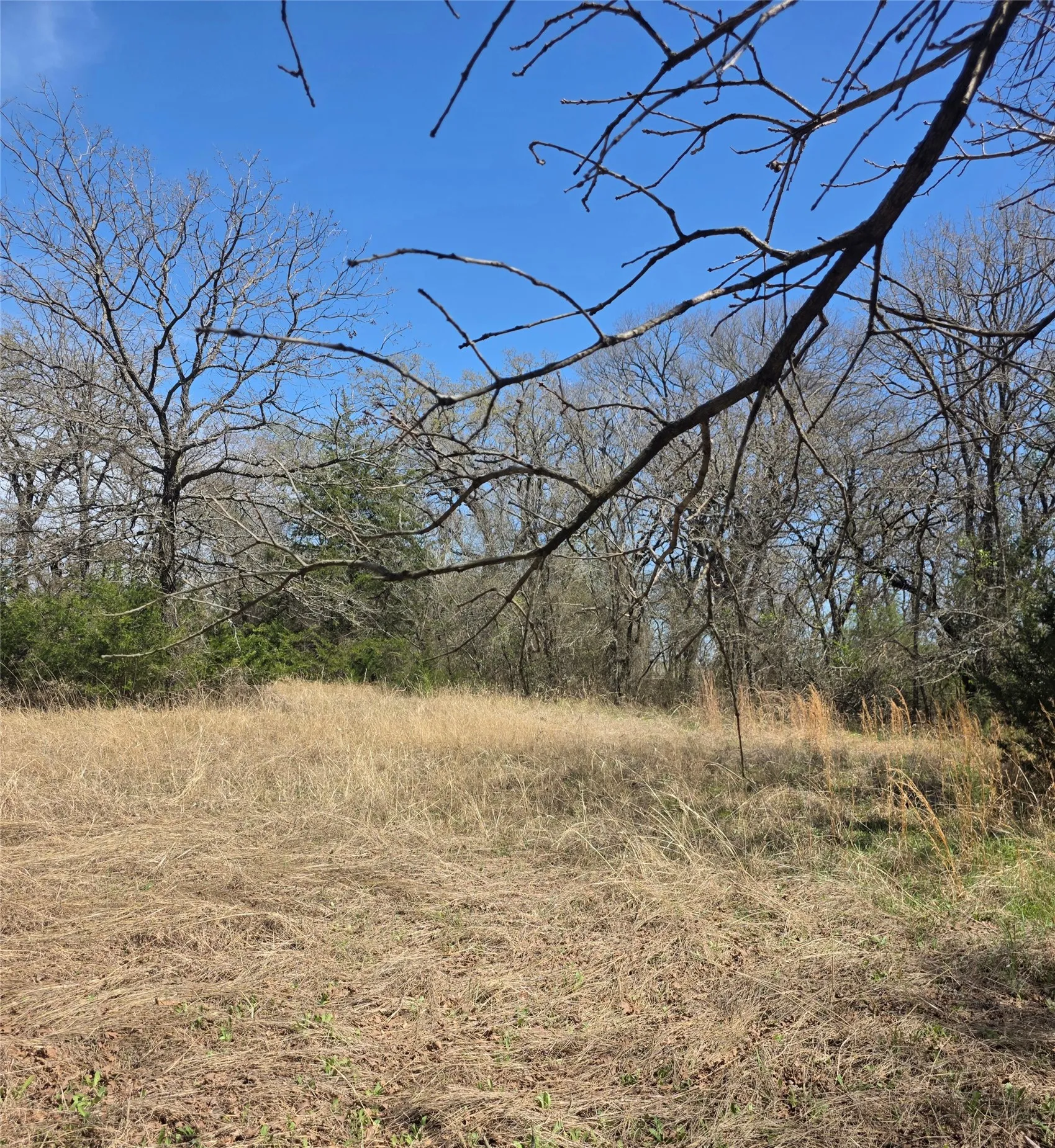 Open area at back of th property surrounded by trees