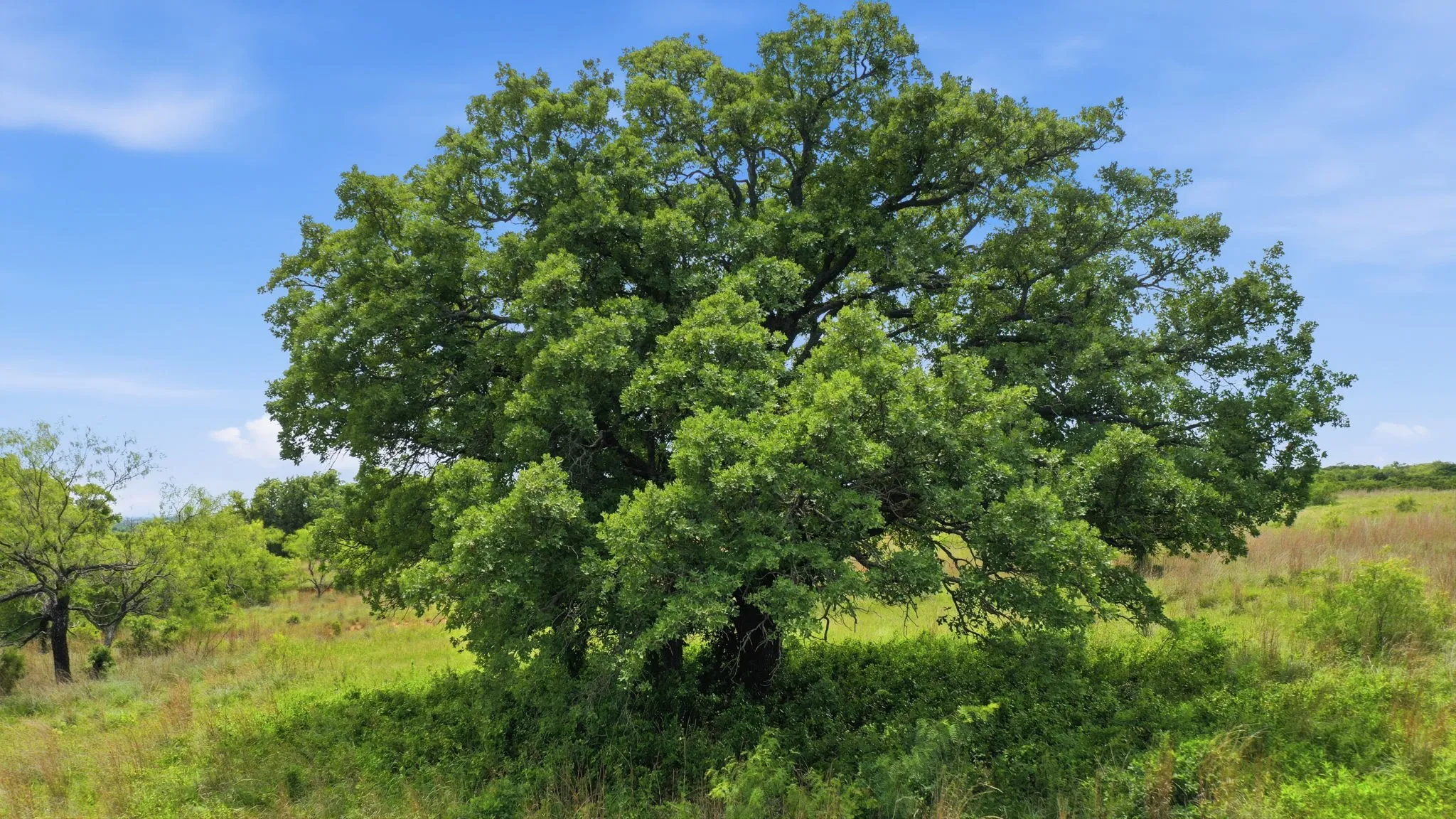 Unimproved Land For Sale in Parker County , 2051 Mustang Ridge, Perrin, Texas 76486, 0, 0, Garage spaces, 0 Sqft, built in 0, mls#21266173, Real Estate Agent in Perrin, Homes For Sale in Parker county, Homes For Sale in Perrin, Realtor in Perrin Texas, Real Estate Brokerage Independent Realty Texas, Luminita Cordes Realtor