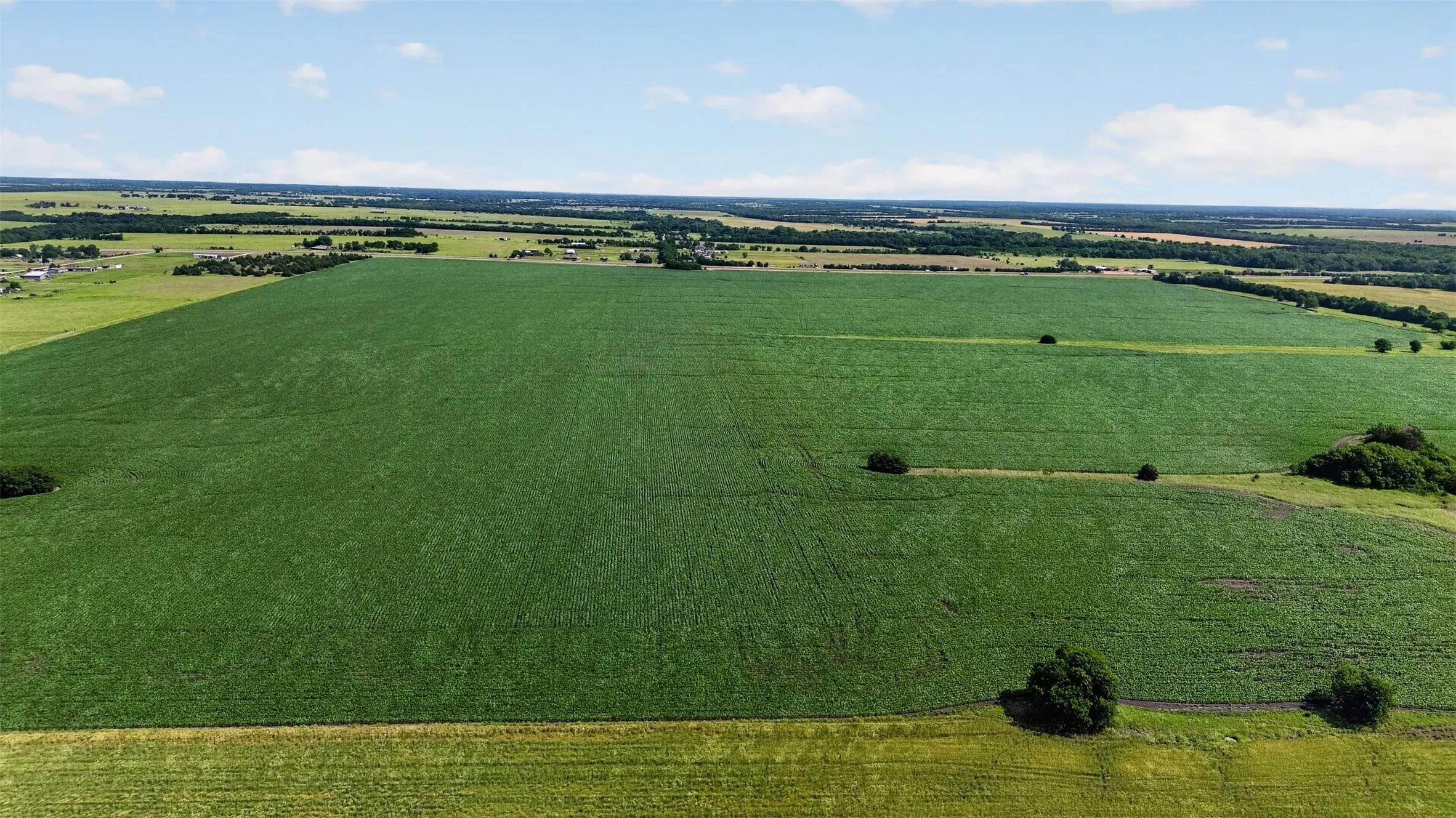 Expansive agricultural field with verdant crops, bordered by natural tree lines and open pastureland
