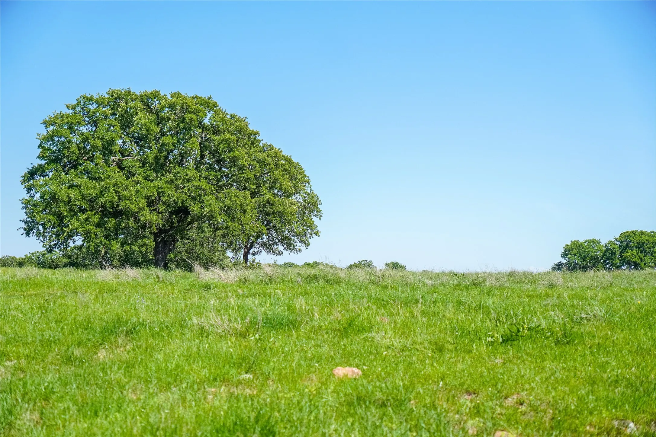 Ranch For Sale in Jack County , 136 Acres FM 2127, Bowie, Texas 76230, 0, 0, Garage spaces, 0 Sqft, built in 0, Price $1,360,000, mls#21264944, Real Estate Agent in Bowie, Homes For Sale in Jack county, Homes For Sale in Bowie, Realtor in Bowie Texas, Real Estate Brokerage Independent Realty Texas, Luminita Cordes Realtor