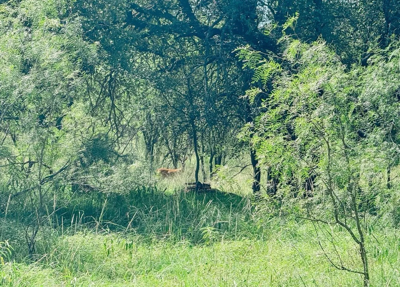 Unimproved Land For Sale in Brown County , Lot 6 Morris Sheppard Drive, Brownwood, Texas 76801, 0, 0, Garage spaces, 0 Sqft, built in 0, Price $138,000, mls#21266802, Real Estate Agent in Brownwood, Homes For Sale in Brown county, Homes For Sale in Brownwood, Realtor in Brownwood Texas, Real Estate Brokerage Independent Realty Texas, Luminita Cordes Realtor