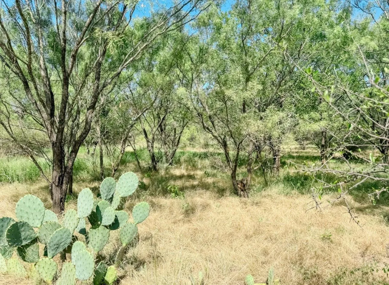 Unimproved Land For Sale in Brown County , Lot 11 Morris Sheppard Drive, Brownwood, Texas 76801, 0, 0, Garage spaces, 0 Sqft, built in 0, Price $206,885, mls#21266829, Real Estate Agent in Brownwood, Homes For Sale in Brown county, Homes For Sale in Brownwood, Realtor in Brownwood Texas, Real Estate Brokerage Independent Realty Texas, Luminita Cordes Realtor