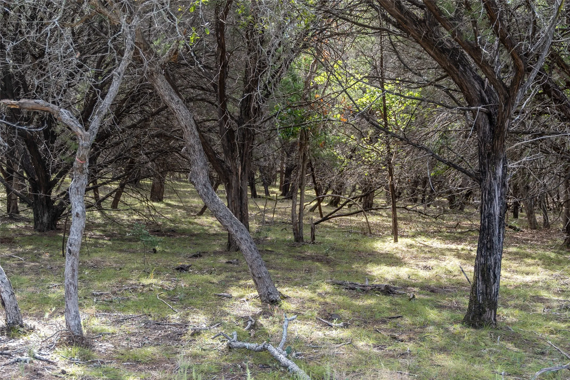 Unimproved Land For Sale in Bell County , 1934 Live Oak Cemetery Road, Killeen, Texas 76542, 0, 0, Garage spaces, 0 Sqft, built in 0, Price $1,300,000, mls#21266094, Real Estate Agent in Killeen, Homes For Sale in Bell county, Homes For Sale in Killeen, Realtor in Killeen Texas, Real Estate Brokerage Independent Realty Texas, Luminita Cordes Realtor