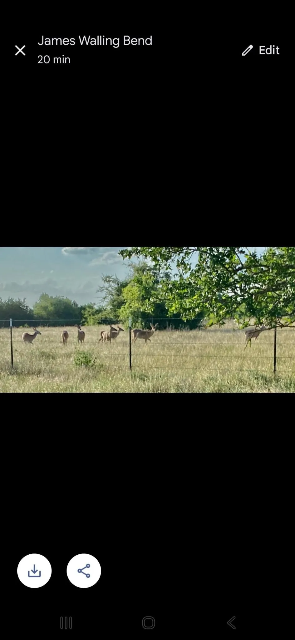 lots of deer and wildlife