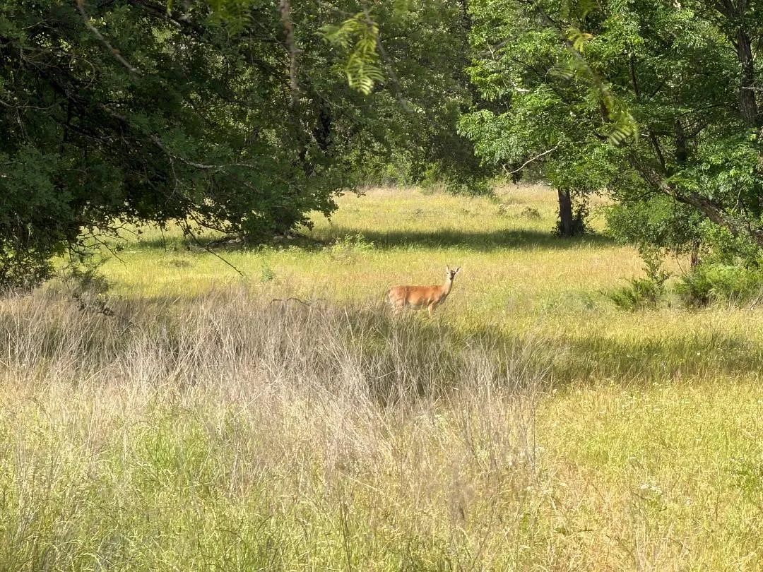 deer