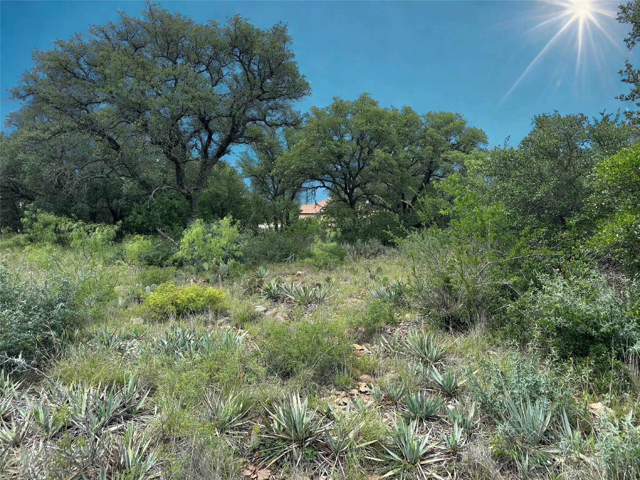 Natural landscape featuring mature trees and varied indigenous vegetation