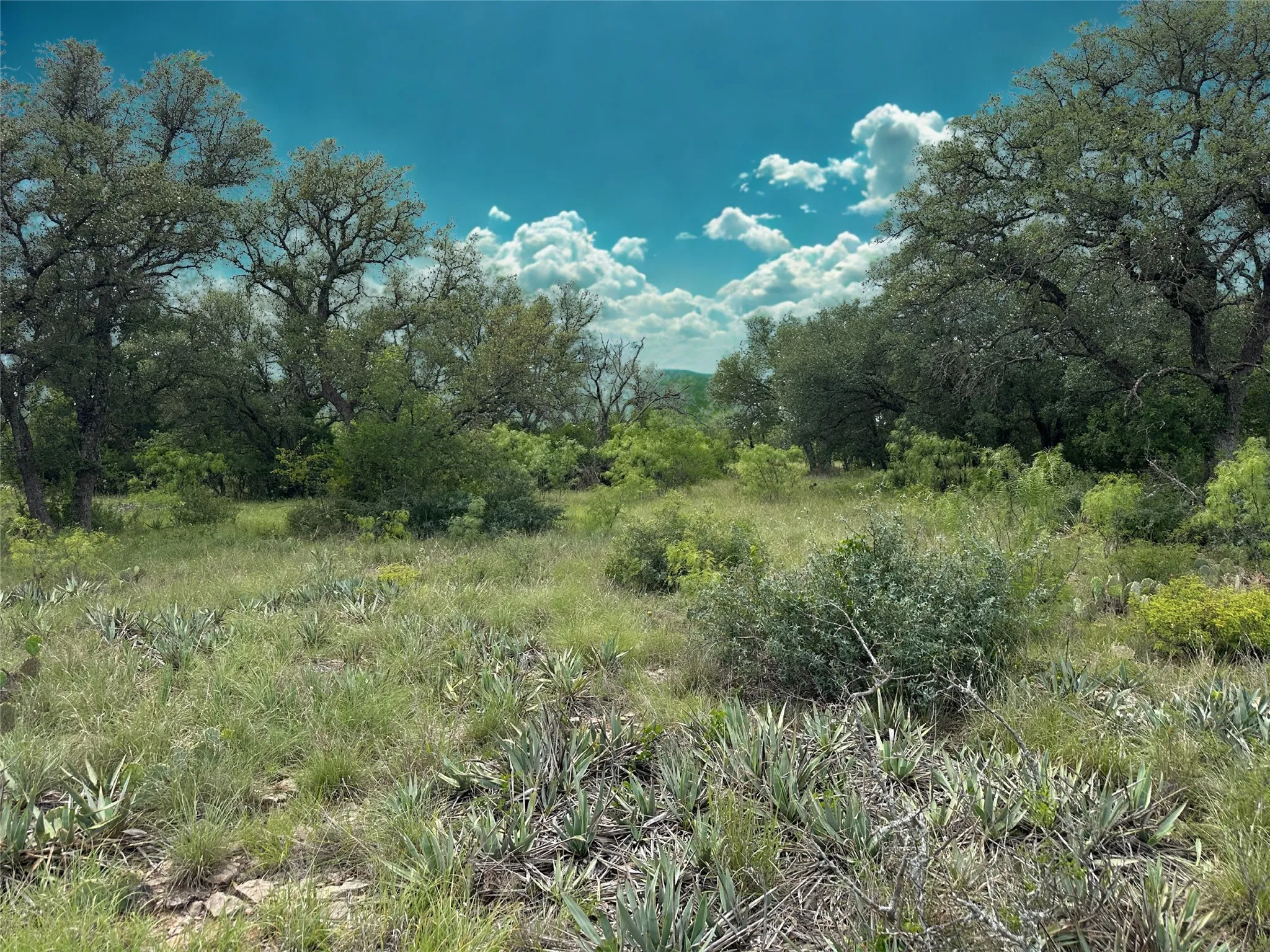 Expansive lot featuring mature trees and varied natural vegetation under a clear sky