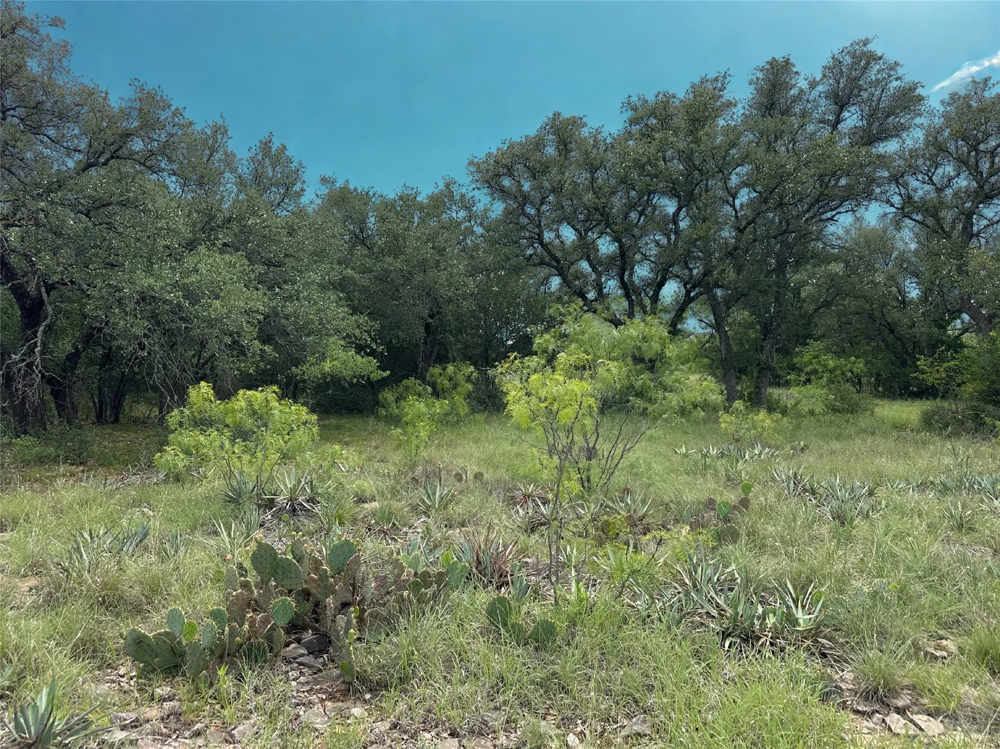 Expansive natural landscape featuring a variety of mature trees and native flora