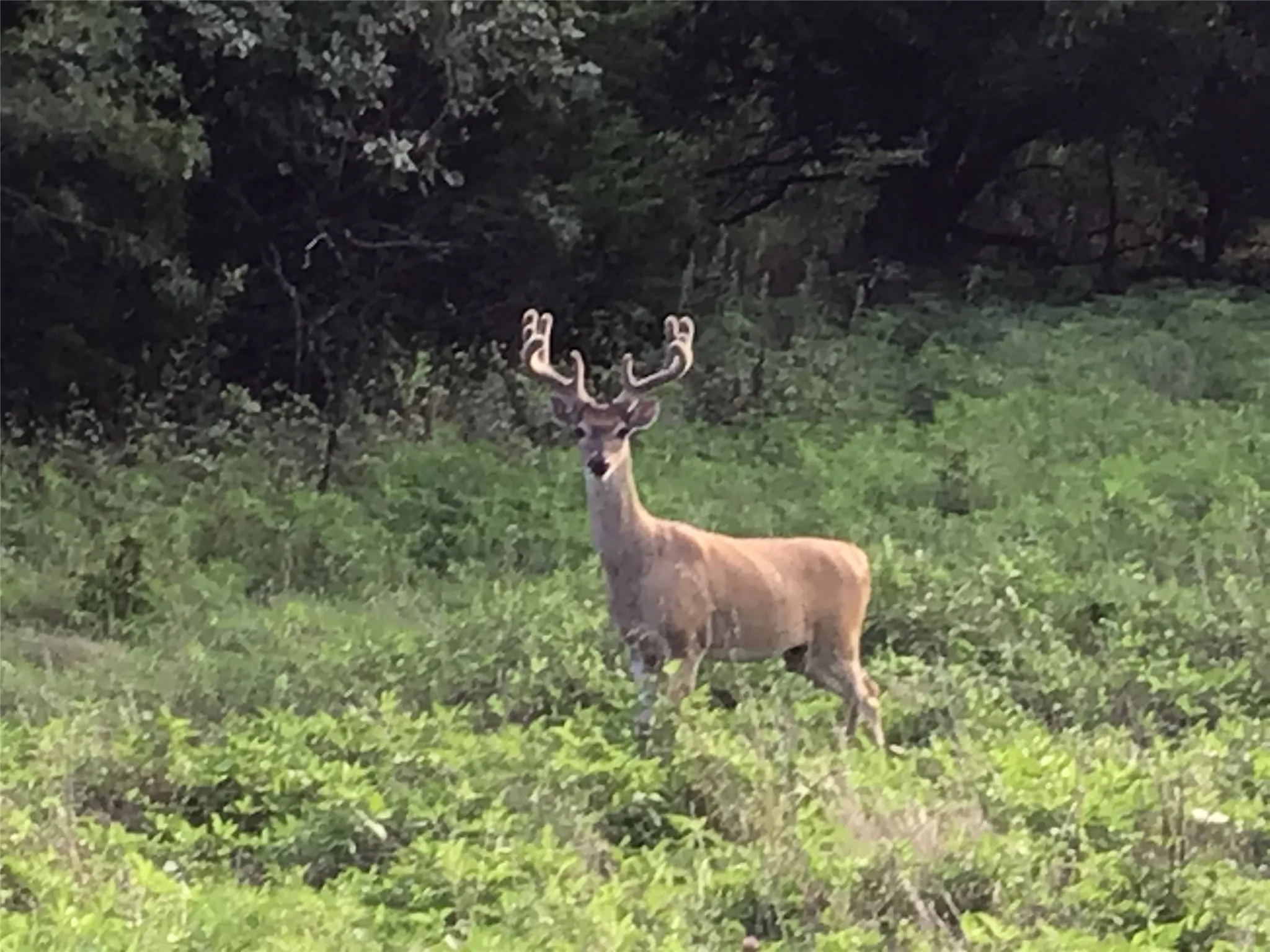 Unimproved Land For Sale in Hill County , 42122 Crooked Stick Drive, Whitney, Texas 76692, 0, 0, Garage spaces, 0 Sqft, built in 0, Price $14,900, mls#21267262, Real Estate Agent in Whitney, Homes For Sale in Hill county, Homes For Sale in Whitney, Realtor in Whitney Texas, Real Estate Brokerage Independent Realty Texas, Luminita Cordes Realtor