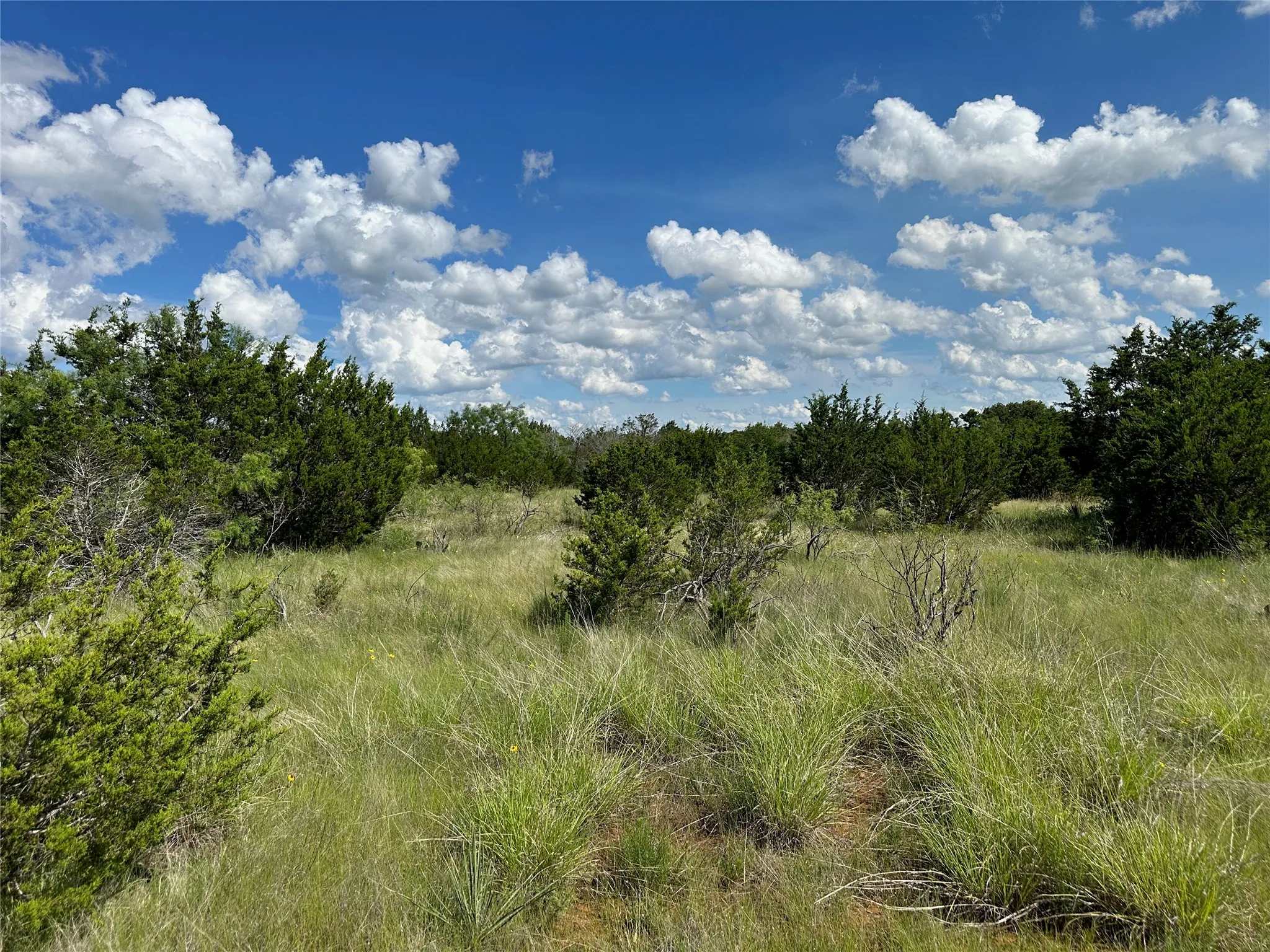 Expansive acreage featuring natural vegetation and scattered trees under a broad sky