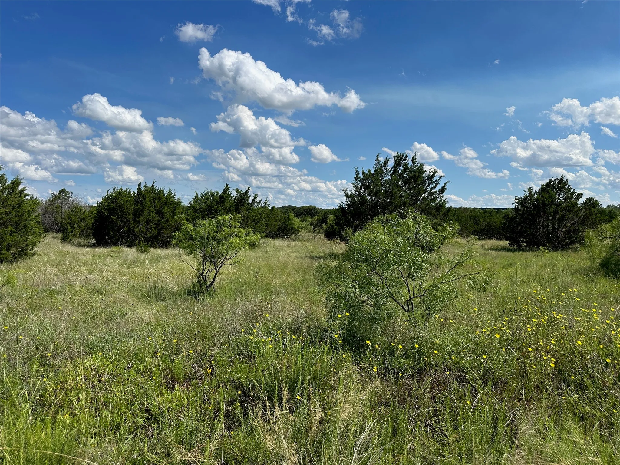 Expansive undeveloped land featuring natural grasses, scattered trees, and a variety of native shrubs