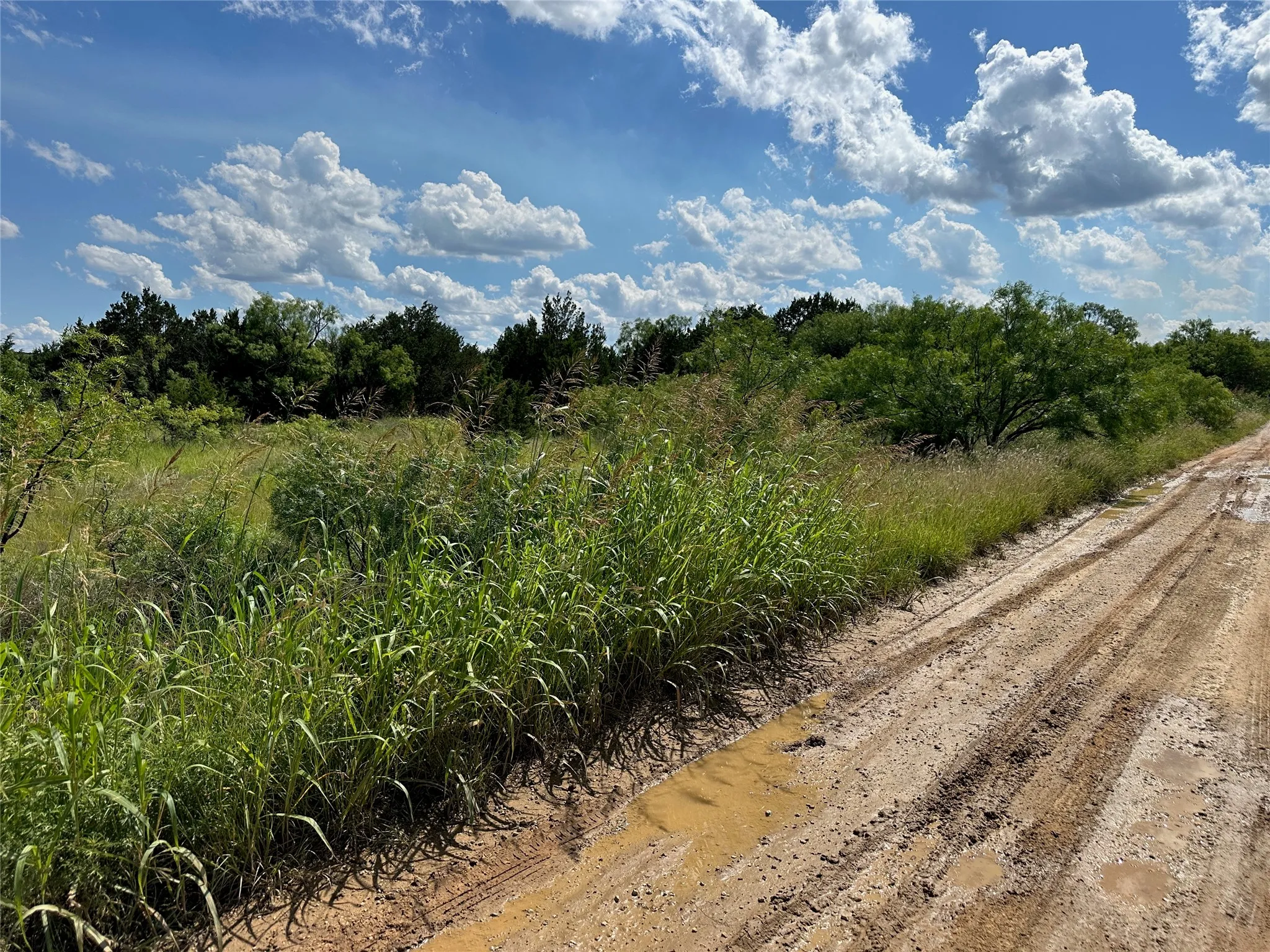 Expansive natural landscape featuring a dirt track, green foliage, and mature trees under a blue sky with white clouds