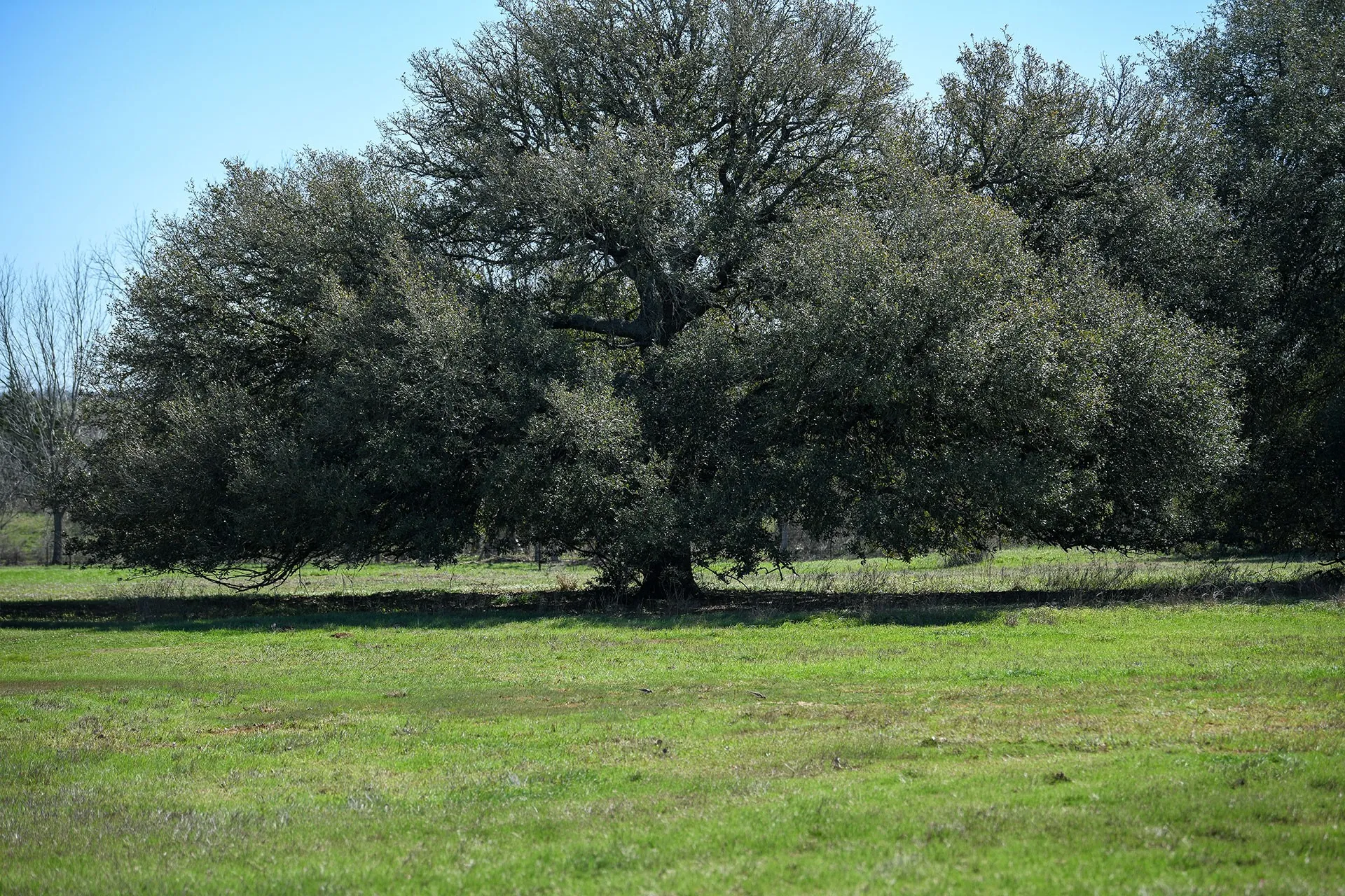 Unimproved Land For Sale in Gonzales County , 638 Main Loop Loop, Waelder, Texas 78959, 0, 0, Garage spaces, 0 Sqft, built in 0, Price $75,000, mls#21267369, Real Estate Agent in Waelder, Homes For Sale in Gonzales county, Homes For Sale in Waelder, Realtor in Waelder Texas, Real Estate Brokerage Independent Realty Texas, Luminita Cordes Realtor