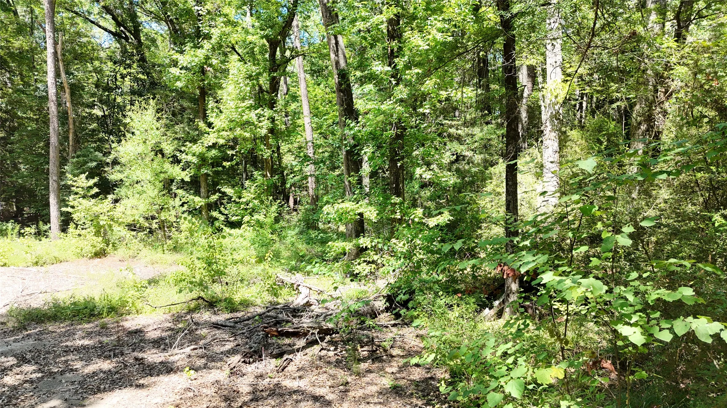 Improved Land For Sale in Sabine (TX) County , 460 Admiral Drive, Hemphill, Texas 75948, 0, 0, Garage spaces, 0 Sqft, built in 0, mls#21267505, Real Estate Agent in Hemphill, Homes For Sale in Sabine (TX) county, Homes For Sale in Hemphill, Realtor in Hemphill Texas, Real Estate Brokerage Independent Realty Texas, Luminita Cordes Realtor
