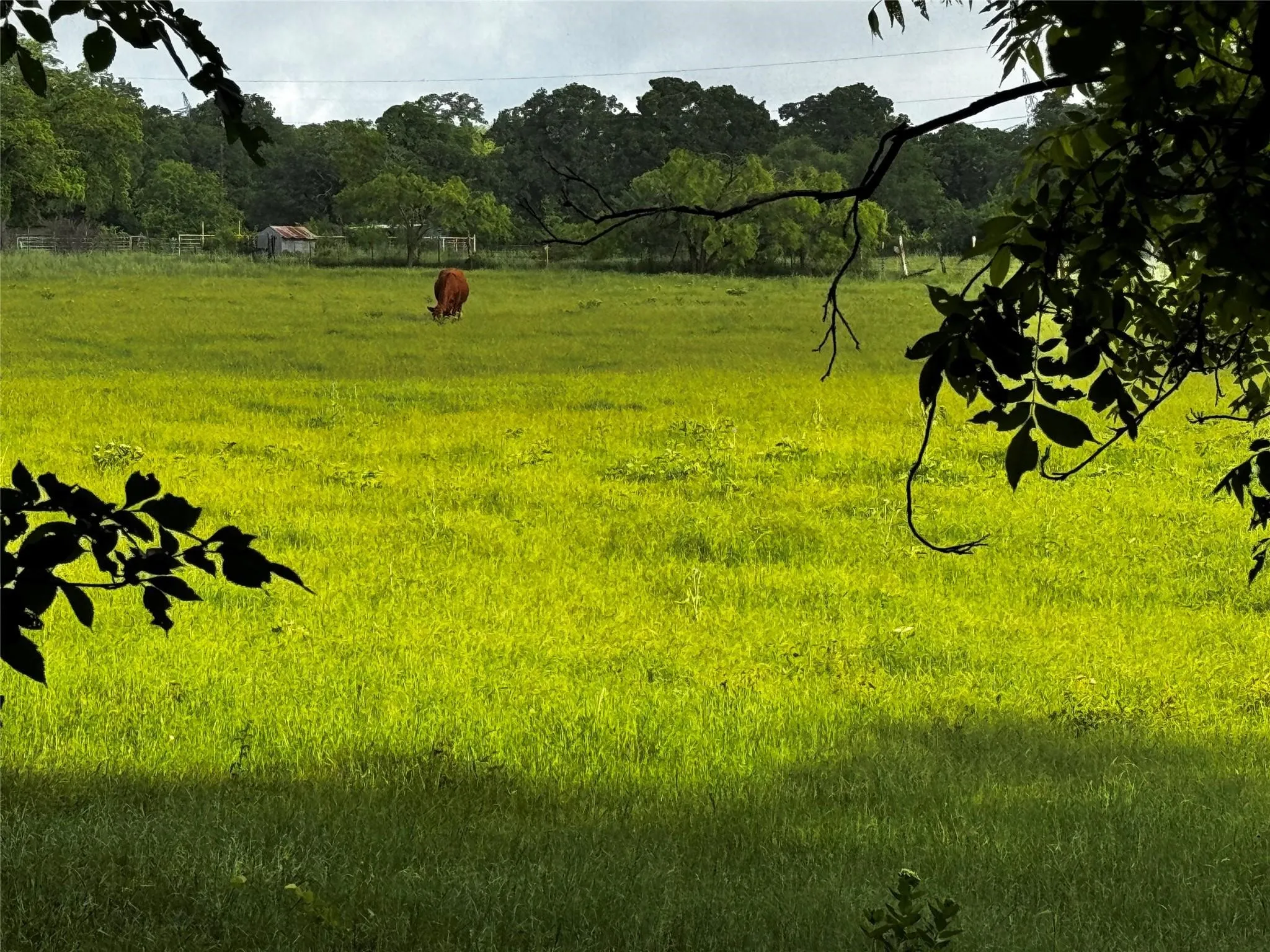 Improved Land For Sale in Wise County , 16 ACRES FM 1655 CR-1460, Chico, Texas 76431, 0, 0, Garage spaces, 0 Sqft, built in 0, Price $350,000, mls#21267866, Real Estate Agent in Chico, Homes For Sale in Wise county, Homes For Sale in Chico, Realtor in Chico Texas, Real Estate Brokerage Independent Realty Texas, Luminita Cordes Realtor
