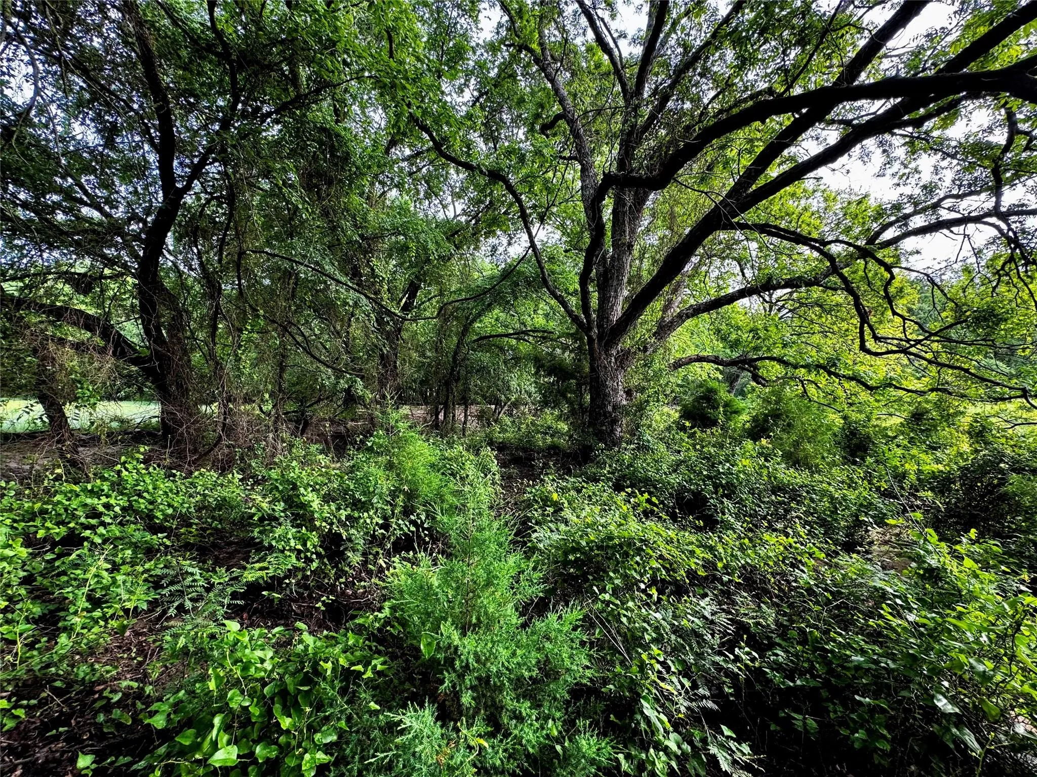 Improved Land For Sale in Wise County , 16 ACRES FM 1655 CR-1460, Chico, Texas 76431, 0, 0, Garage spaces, 0 Sqft, built in 0, Price $350,000, mls#21267866, Real Estate Agent in Chico, Homes For Sale in Wise county, Homes For Sale in Chico, Realtor in Chico Texas, Real Estate Brokerage Independent Realty Texas, Luminita Cordes Realtor
