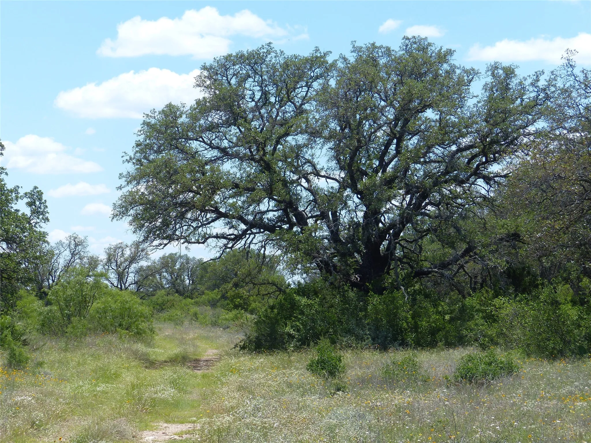 Farm For Sale in Mc Culloch County , 1825 FM 1028, Rochelle, Texas 76872, 2 Bedroom, 2 Bathroom, Garage spaces, 2,090 Sqft, built in 2000, mls#21268255, Real Estate Agent in Rochelle, Homes For Sale in Mc Culloch county, Homes For Sale in Rochelle, Realtor in Rochelle Texas, Real Estate Brokerage Independent Realty Texas, Luminita Cordes Realtor