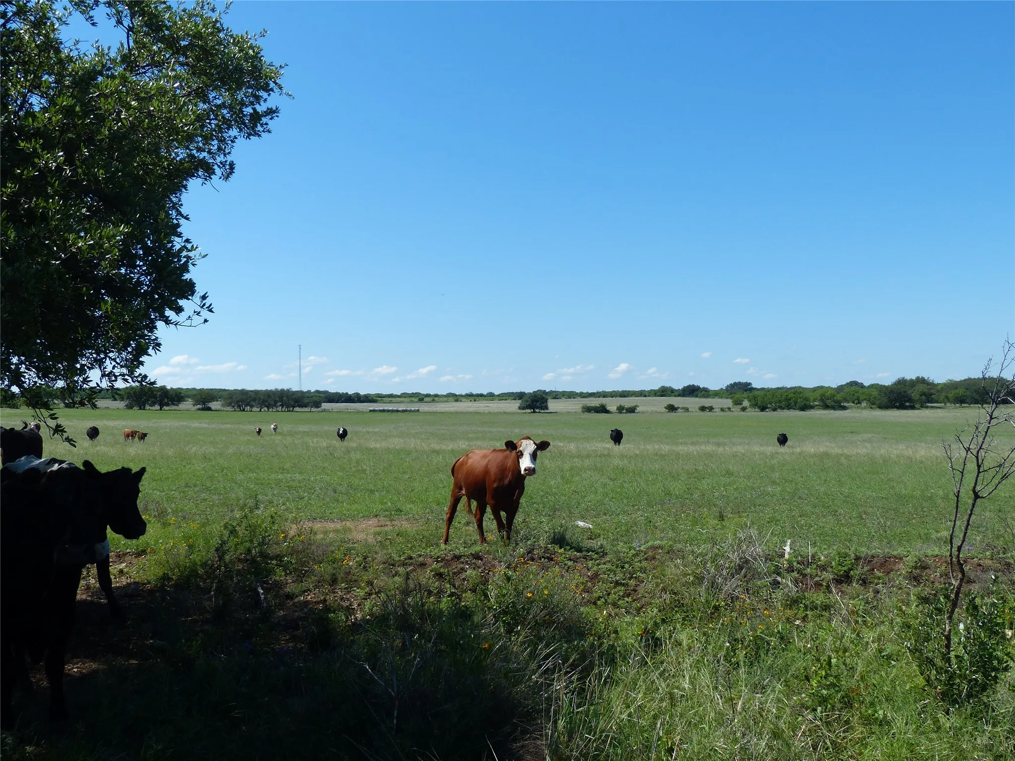 Farm For Sale in Mc Culloch County , 1825 FM 1028, Rochelle, Texas 76872, 2 Bedroom, 2 Bathroom, Garage spaces, 2,090 Sqft, built in 2000, mls#21268255, Real Estate Agent in Rochelle, Homes For Sale in Mc Culloch county, Homes For Sale in Rochelle, Realtor in Rochelle Texas, Real Estate Brokerage Independent Realty Texas, Luminita Cordes Realtor