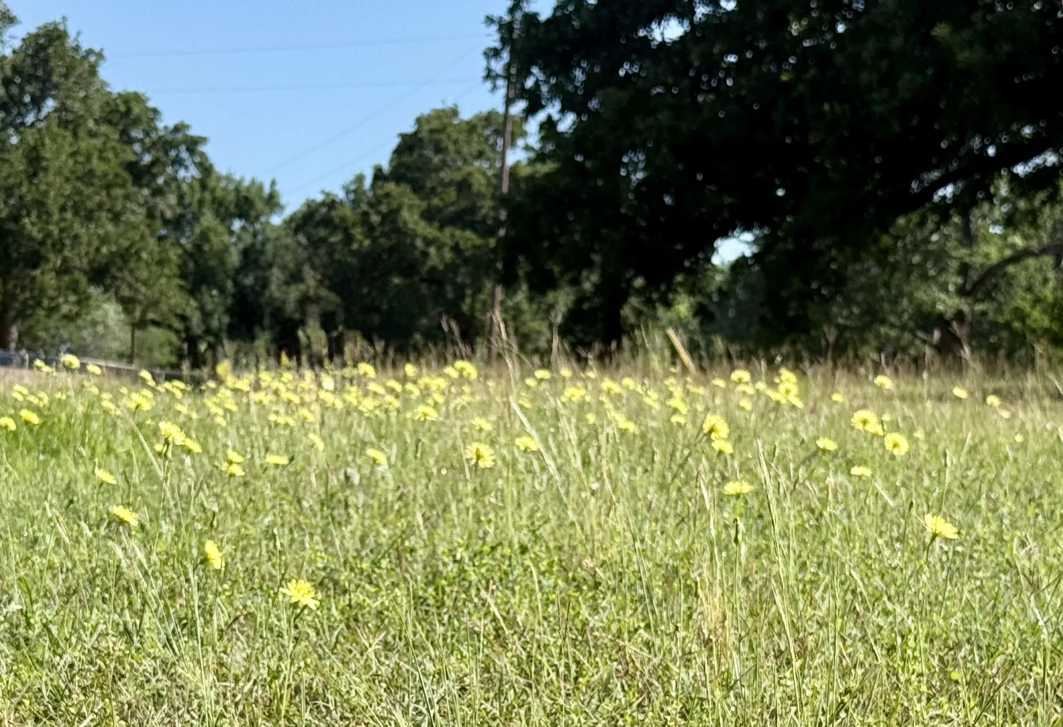 Unimproved Land For Sale in Navarro County , Lot 1 SE County Road 3186, Corsicana, Texas 75109, 0, 0, Garage spaces, 0 Sqft, built in 0, Price $49,900, mls#21267509, Real Estate Agent in Corsicana, Homes For Sale in Navarro county, Homes For Sale in Corsicana, Realtor in Corsicana Texas, Real Estate Brokerage Independent Realty Texas, Luminita Cordes Realtor