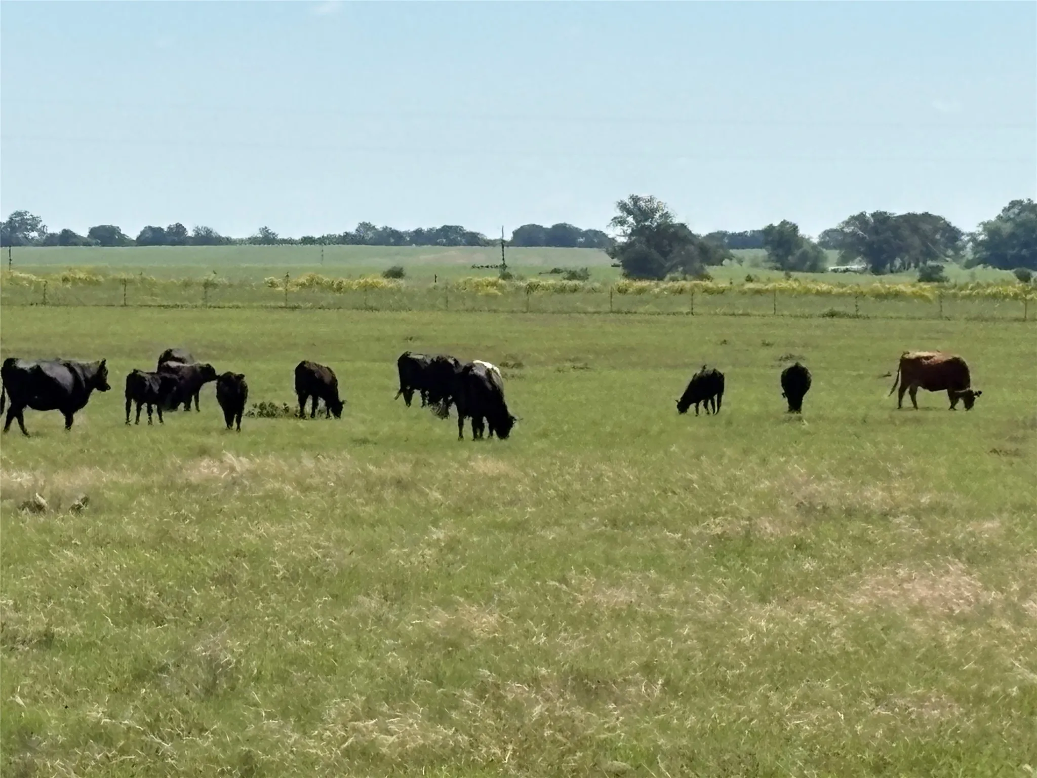 Ranch For Sale in Comanche County , 2966 Highway 679, Gorman, Texas 76454, 0, 0, Garage spaces, 0 Sqft, built in 0, Price $659,556, mls#21267989, Real Estate Agent in Gorman, Homes For Sale in Comanche county, Homes For Sale in Gorman, Realtor in Gorman Texas, Real Estate Brokerage Independent Realty Texas, Luminita Cordes Realtor