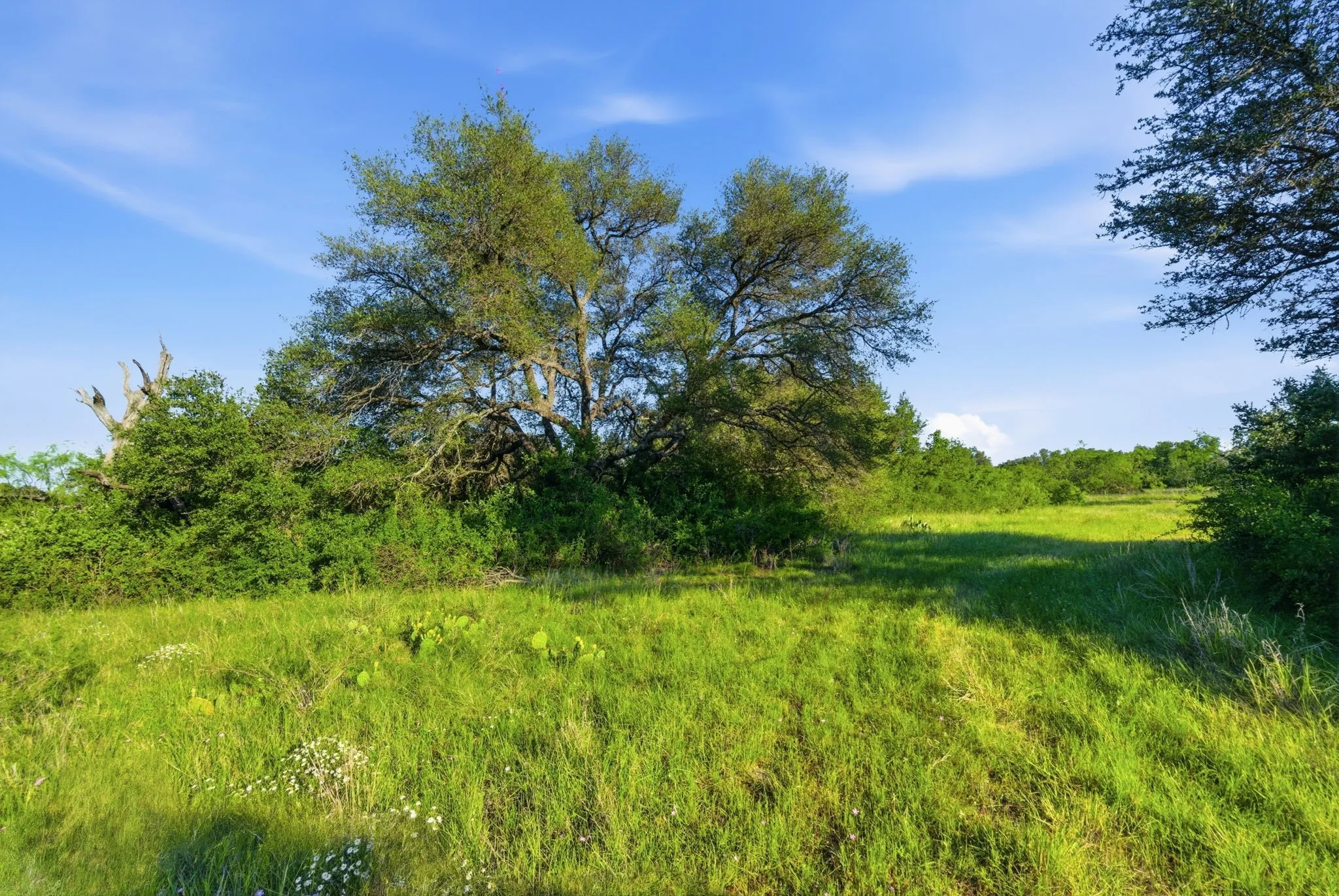 Unimproved Land For Sale in Coleman County , 1343 County Road 188, Cross Plains, Texas 76443, 0, 0, Garage spaces, 0 Sqft, built in 0, mls#21267769, Real Estate Agent in Cross Plains, Homes For Sale in Coleman county, Homes For Sale in Cross Plains, Realtor in Cross Plains Texas, Real Estate Brokerage Independent Realty Texas, Luminita Cordes Realtor