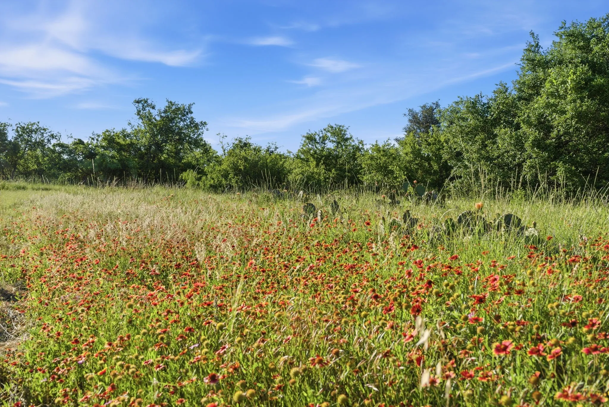 Unimproved Land For Sale in Coleman County , 1343 County Road 188, Cross Plains, Texas 76443, 0, 0, Garage spaces, 0 Sqft, built in 0, mls#21267769, Real Estate Agent in Cross Plains, Homes For Sale in Coleman county, Homes For Sale in Cross Plains, Realtor in Cross Plains Texas, Real Estate Brokerage Independent Realty Texas, Luminita Cordes Realtor