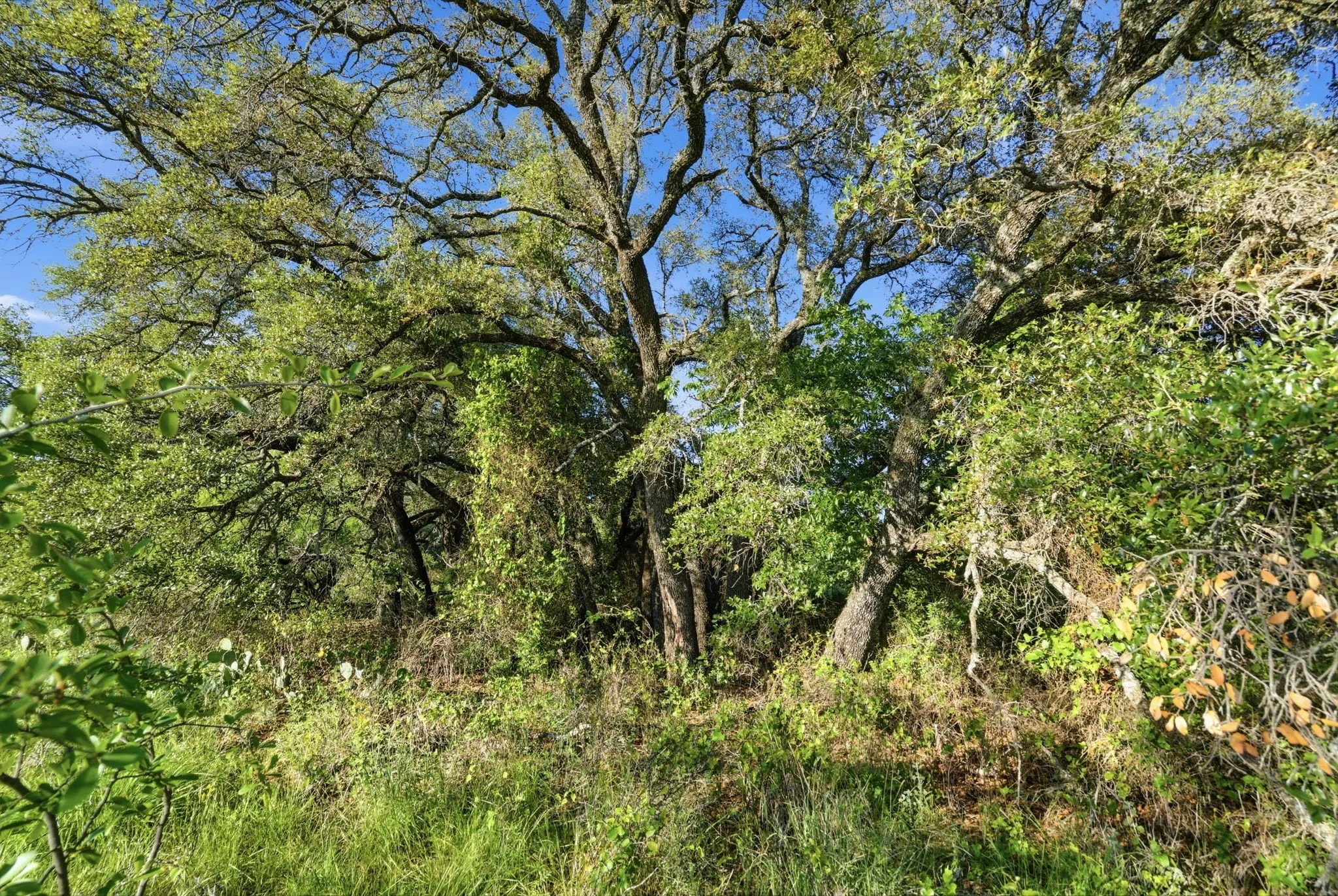 Unimproved Land For Sale in Coleman County , 1343 County Road 188, Cross Plains, Texas 76443, 0, 0, Garage spaces, 0 Sqft, built in 0, mls#21267769, Real Estate Agent in Cross Plains, Homes For Sale in Coleman county, Homes For Sale in Cross Plains, Realtor in Cross Plains Texas, Real Estate Brokerage Independent Realty Texas, Luminita Cordes Realtor