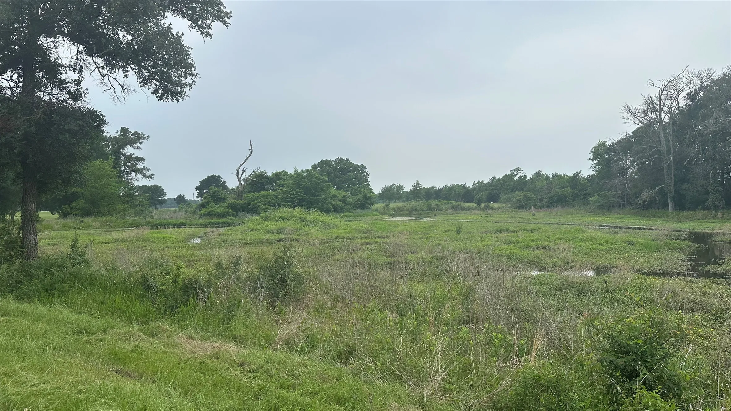 Expansive open field with natural vegetation and scattered trees