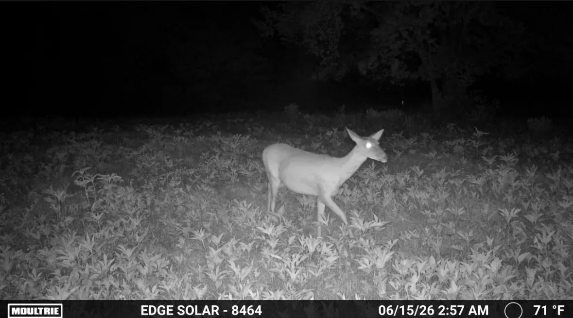 Unimproved Land For Sale in Fannin County , 0000 County Road 2610, Bonham, Texas 75418, 0, 0, Garage spaces, 0 Sqft, built in 0, mls#21257205, Real Estate Agent in Bonham, Homes For Sale in Fannin county, Homes For Sale in Bonham, Realtor in Bonham Texas, Real Estate Brokerage Independent Realty Texas, Luminita Cordes Realtor