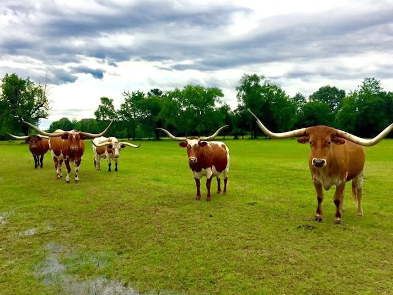 Business For Sale in Rusk County , 14284 TX 322, Kilgore, Texas 75662, 0, 0, Garage spaces, 0 Sqft, built in 2015, mls#21254308, Real Estate Agent in Kilgore, Homes For Sale in Rusk county, Homes For Sale in Kilgore, Realtor in Kilgore Texas, Real Estate Brokerage Independent Realty Texas, Luminita Cordes Realtor