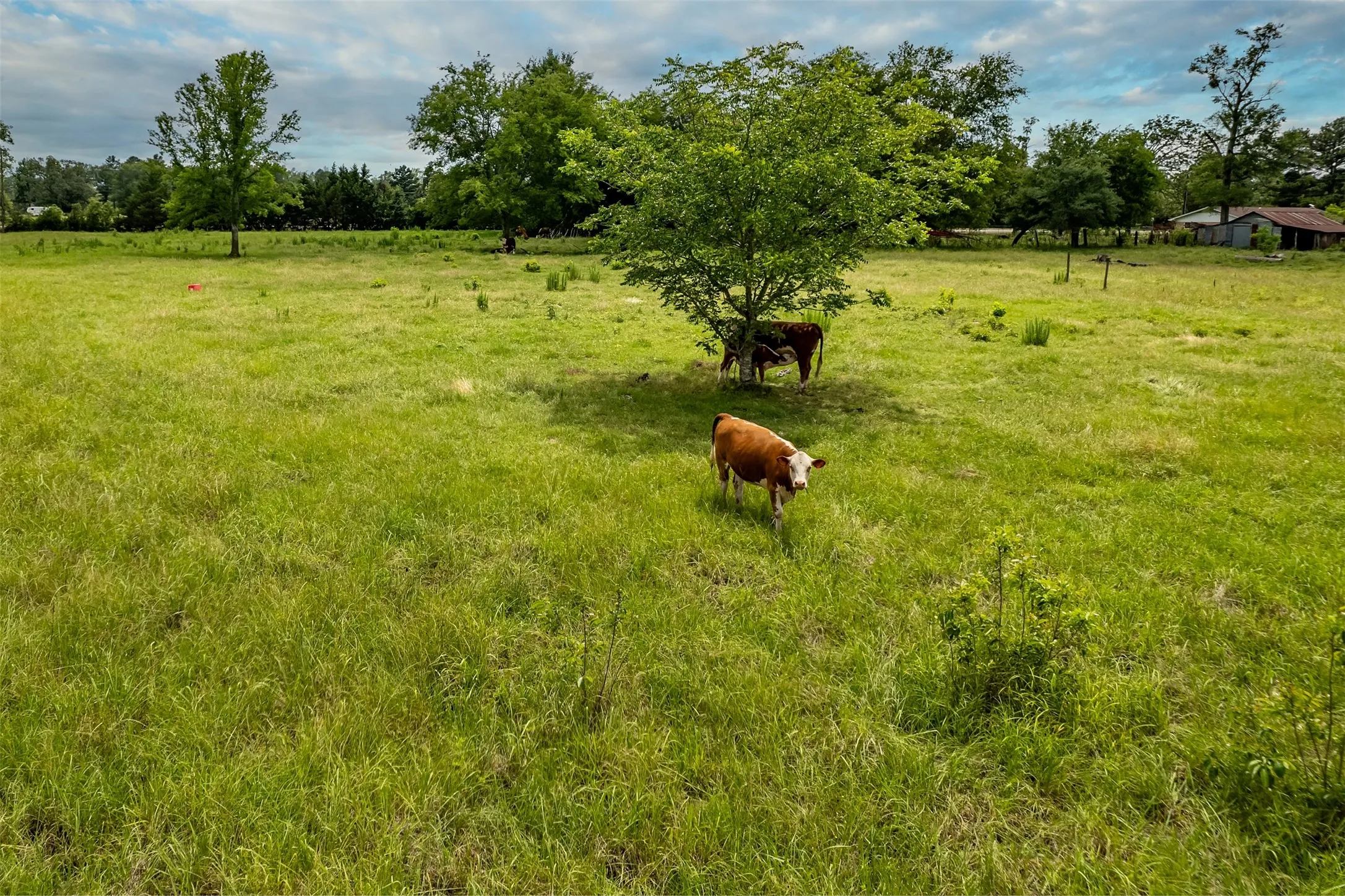 Farm For Sale in Wood County , 7037 E U.S. HWY 80, Hawkins, Texas 75765, 3 Bedroom, 2 Bathroom, Garage spaces, 2,135 Sqft, built in 1970, mls#21268907, Real Estate Agent in Hawkins, Homes For Sale in Wood county, Homes For Sale in Hawkins, Realtor in Hawkins Texas, Real Estate Brokerage Independent Realty Texas, Luminita Cordes Realtor