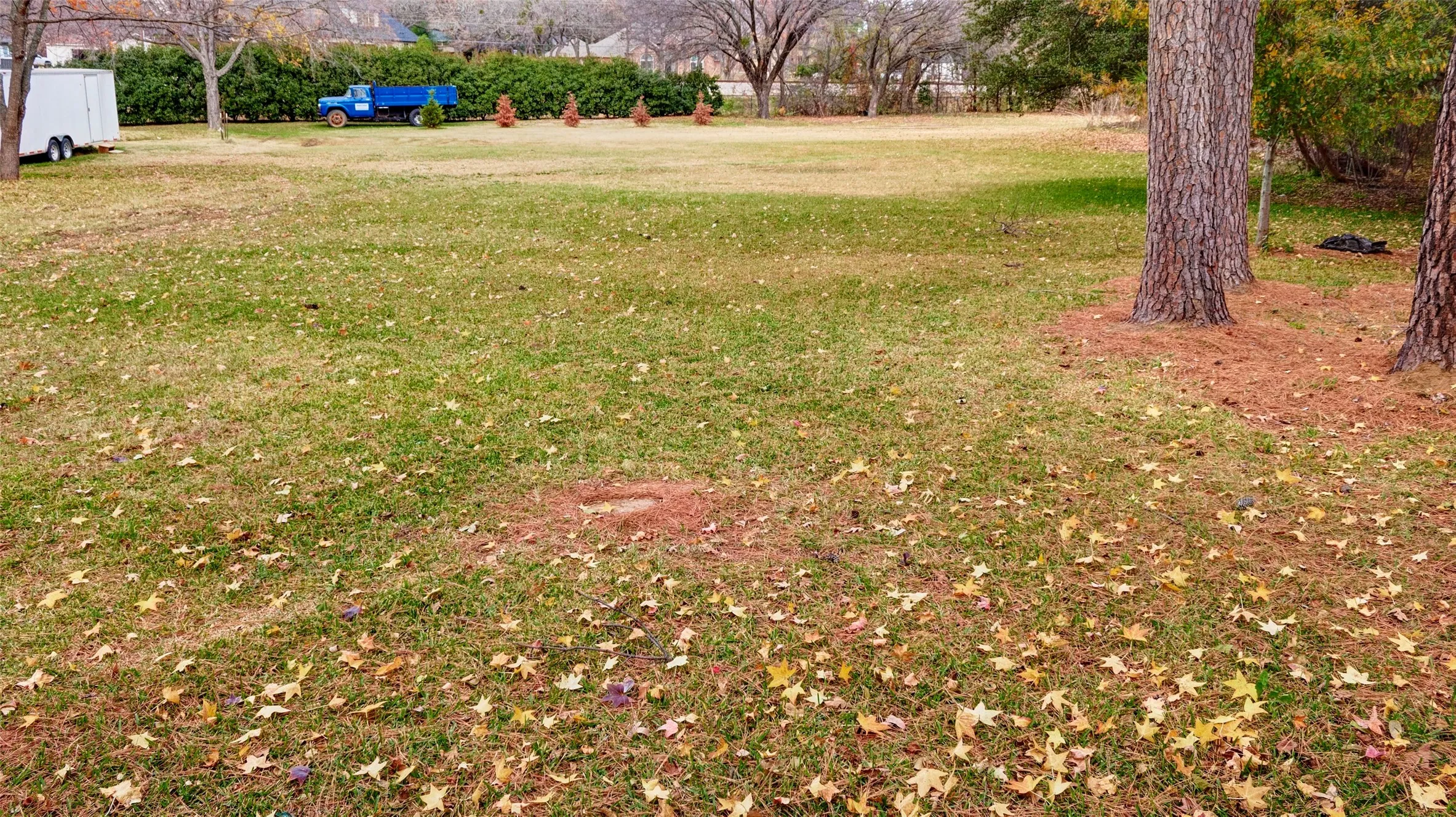 Expansive grassy lot featuring mature trees and established perimeter shrubbery