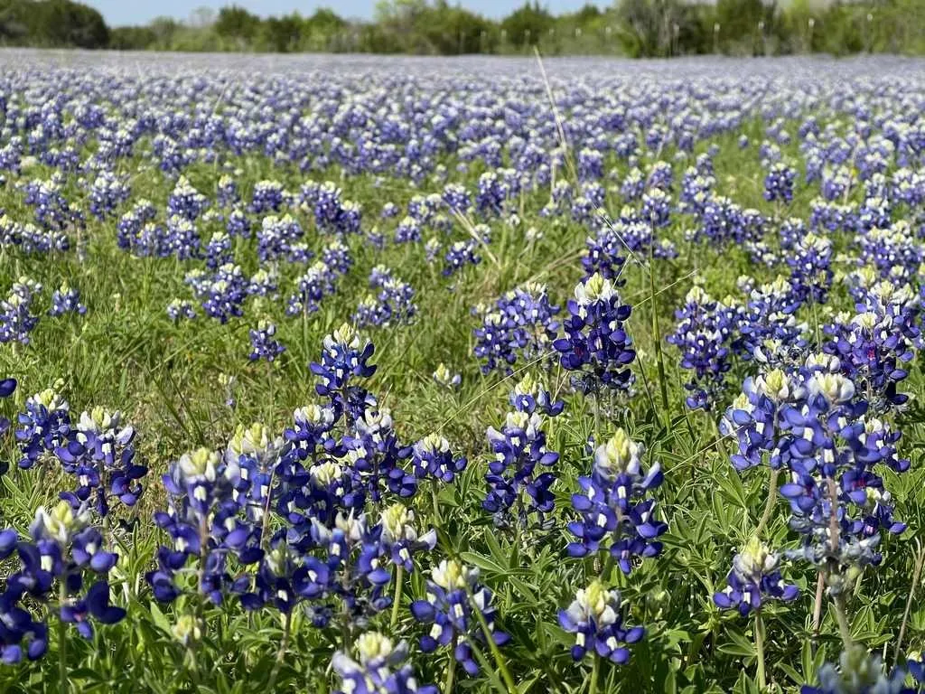 Unimproved Land For Sale in Coryell County , TBD County Road 96, Purmela, Texas 76566, 0, 0, Garage spaces, 0 Sqft, built in 0, Price $367,200, mls#21264498, Real Estate Agent in Purmela, Homes For Sale in Coryell county, Homes For Sale in Purmela, Realtor in Purmela Texas, Real Estate Brokerage Independent Realty Texas, Luminita Cordes Realtor