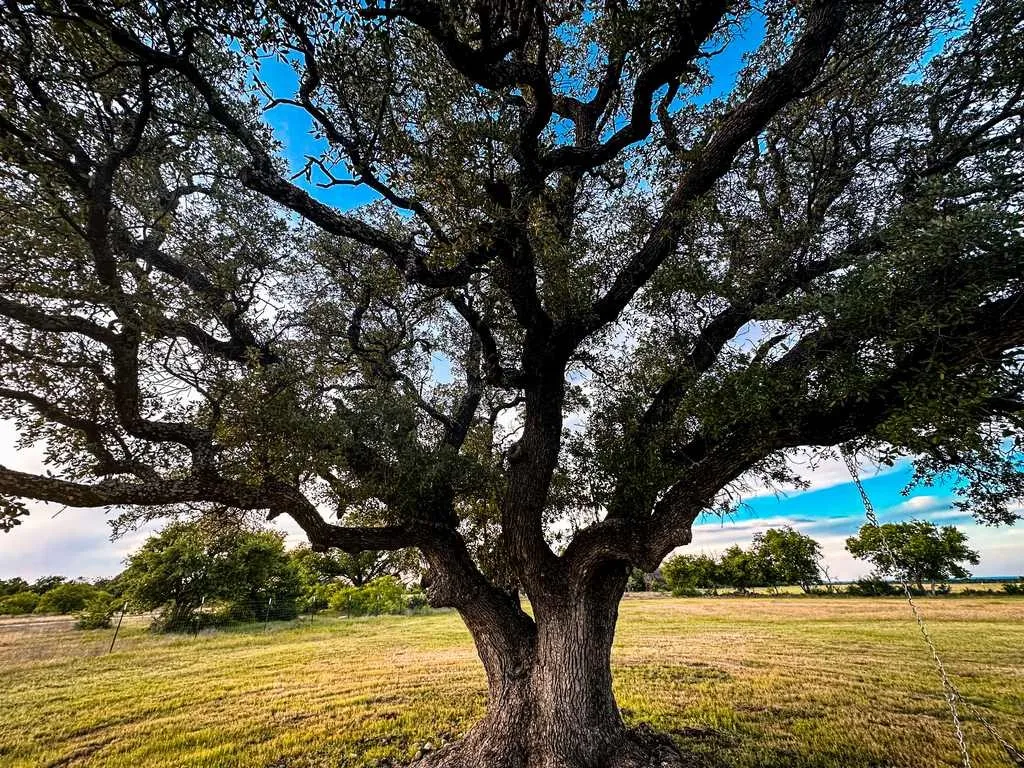Unimproved Land For Sale in Coryell County , TBD County Road 96, Purmela, Texas 76566, 0, 0, Garage spaces, 0 Sqft, built in 0, Price $367,200, mls#21264498, Real Estate Agent in Purmela, Homes For Sale in Coryell county, Homes For Sale in Purmela, Realtor in Purmela Texas, Real Estate Brokerage Independent Realty Texas, Luminita Cordes Realtor