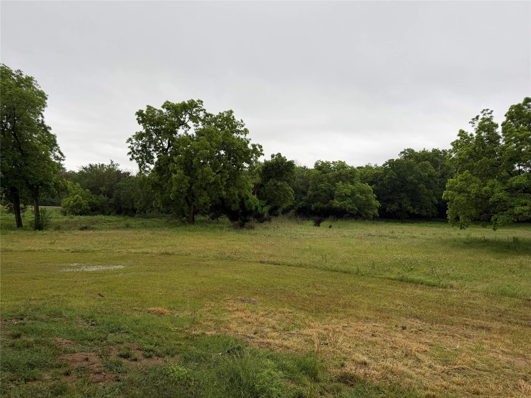 View of back of property, looking southeast, featuring a lush grove of mature trees.
