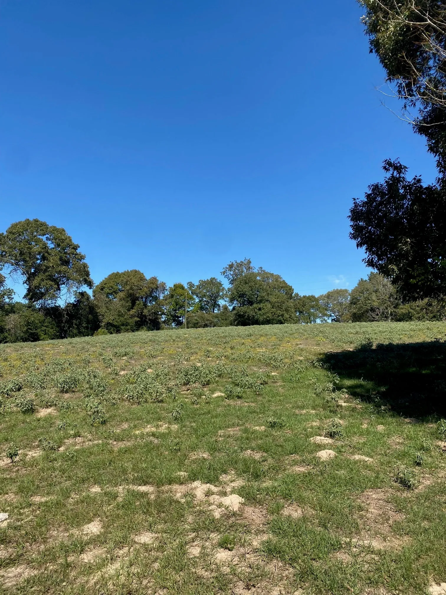 Ranch For Sale in Leon County , TBD 006 County Road 242, Oakwood, Texas 75855, 0, 0, Garage spaces, 0 Sqft, built in 0, Price $139,999, mls#21269455, Real Estate Agent in Oakwood, Homes For Sale in Leon county, Homes For Sale in Oakwood, Realtor in Oakwood Texas, Real Estate Brokerage Independent Realty Texas, Luminita Cordes Realtor